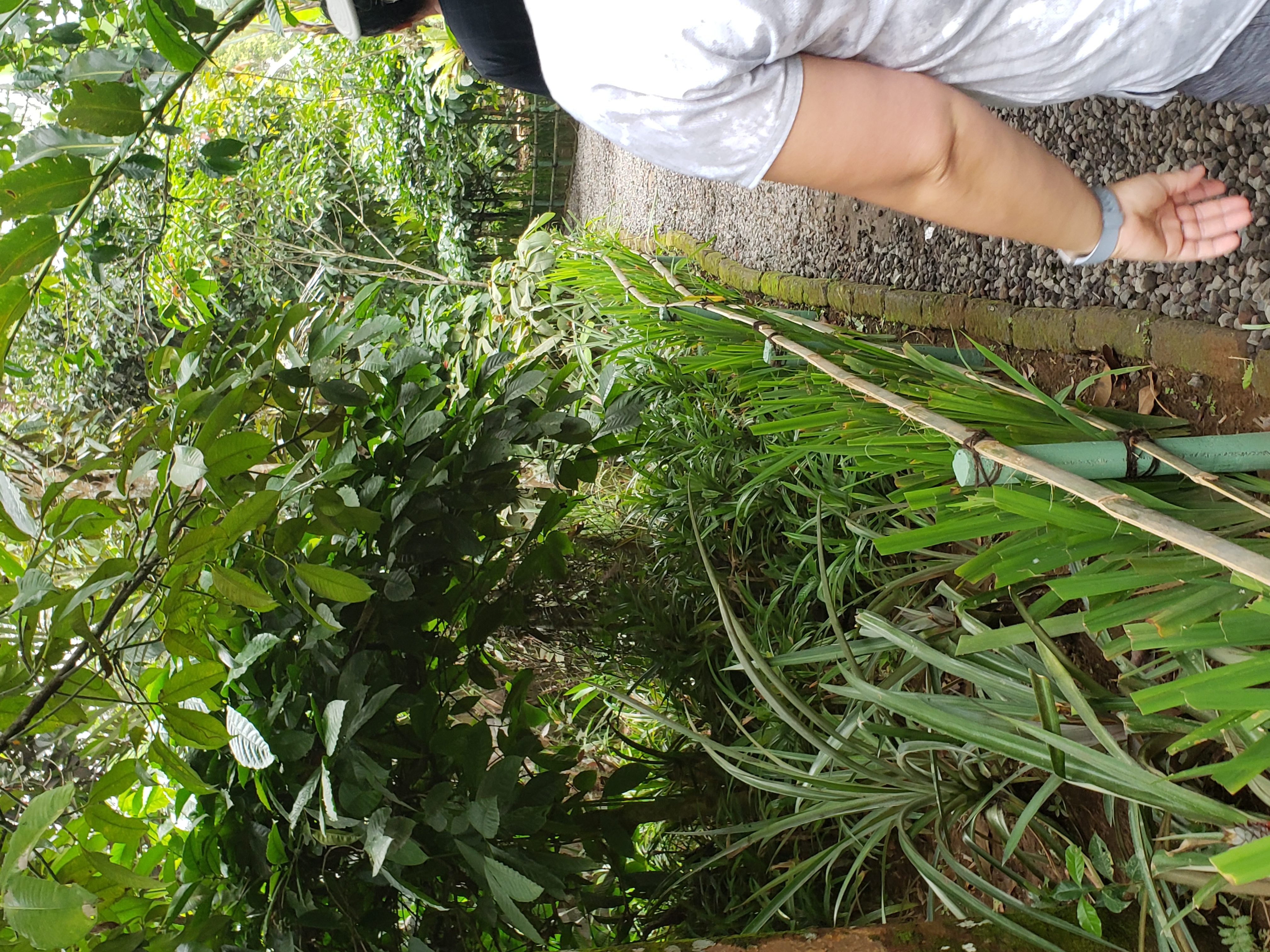 2018 Southeast Asia Trip Day 6 - Ubud, Bali, Indonesia (Mount Agung Volcano in Distance, Tegallalang Rice Terraces, Tirta Empul (Hindu Balinese Water Temple), Wearing Sarongs, Satria Agrowisata Coffee Plantation, Civet Cat Poop, Tibumana Waterfall)