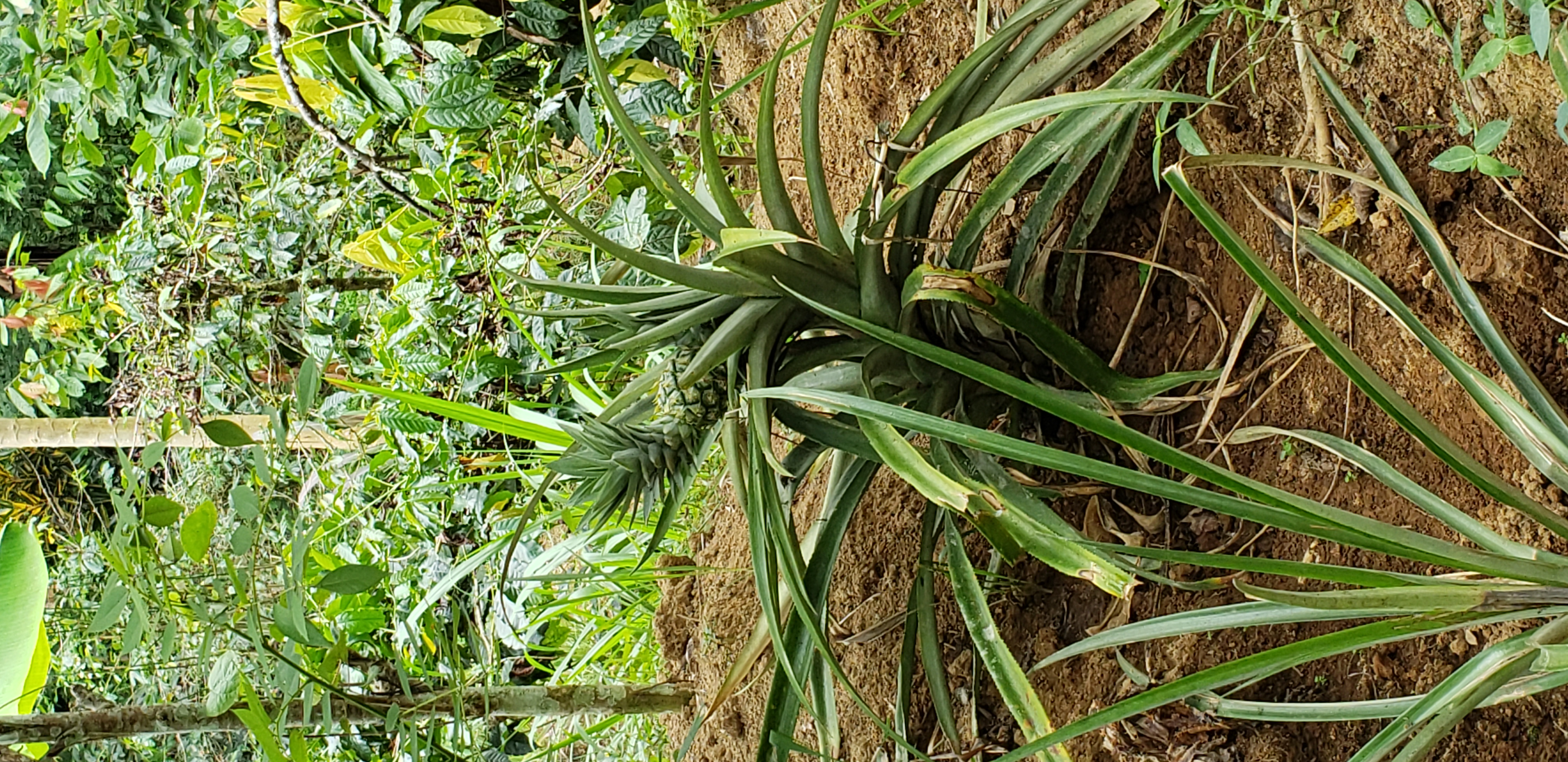 2018 Southeast Asia Trip Day 6 - Ubud, Bali, Indonesia (Mount Agung Volcano in Distance, Tegallalang Rice Terraces, Tirta Empul (Hindu Balinese Water Temple), Wearing Sarongs, Satria Agrowisata Coffee Plantation, Civet Cat Poop, Tibumana Waterfall)