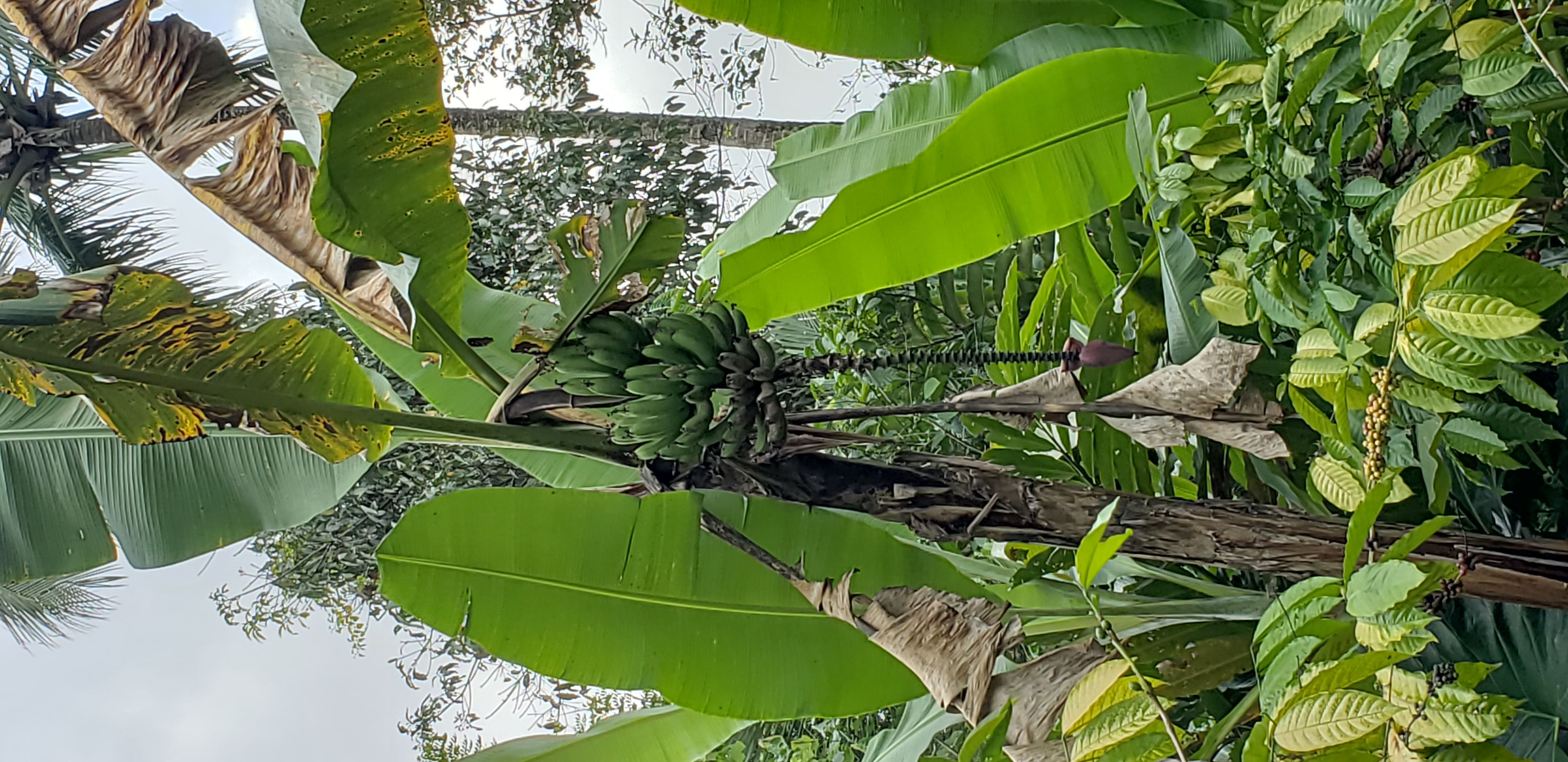 2018 Southeast Asia Trip Day 6 - Ubud, Bali, Indonesia (Mount Agung Volcano in Distance, Tegallalang Rice Terraces, Tirta Empul (Hindu Balinese Water Temple), Wearing Sarongs, Satria Agrowisata Coffee Plantation, Civet Cat Poop, Tibumana Waterfall)