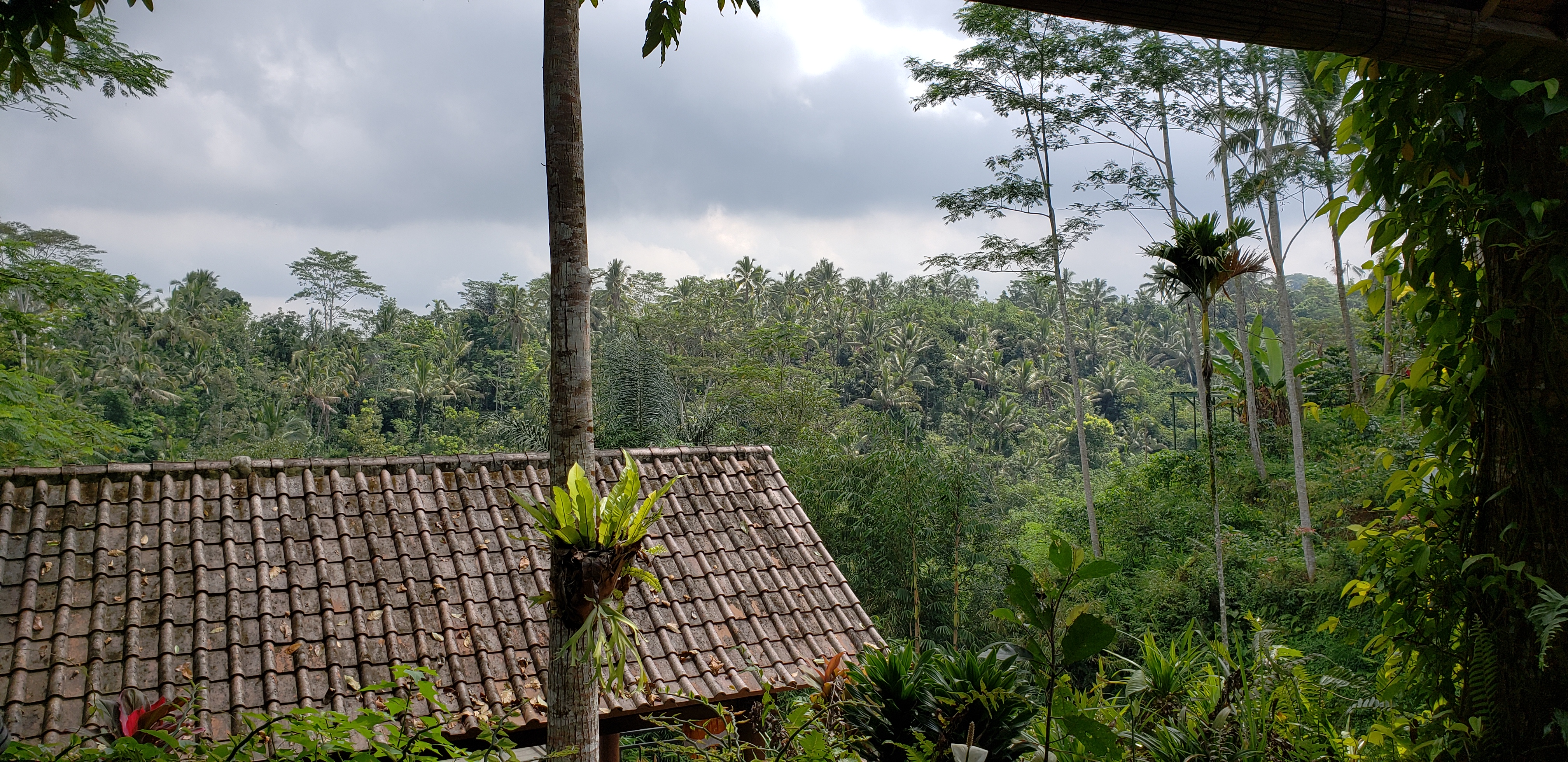 2018 Southeast Asia Trip Day 6 - Ubud, Bali, Indonesia (Mount Agung Volcano in Distance, Tegallalang Rice Terraces, Tirta Empul (Hindu Balinese Water Temple), Wearing Sarongs, Satria Agrowisata Coffee Plantation, Civet Cat Poop, Tibumana Waterfall)