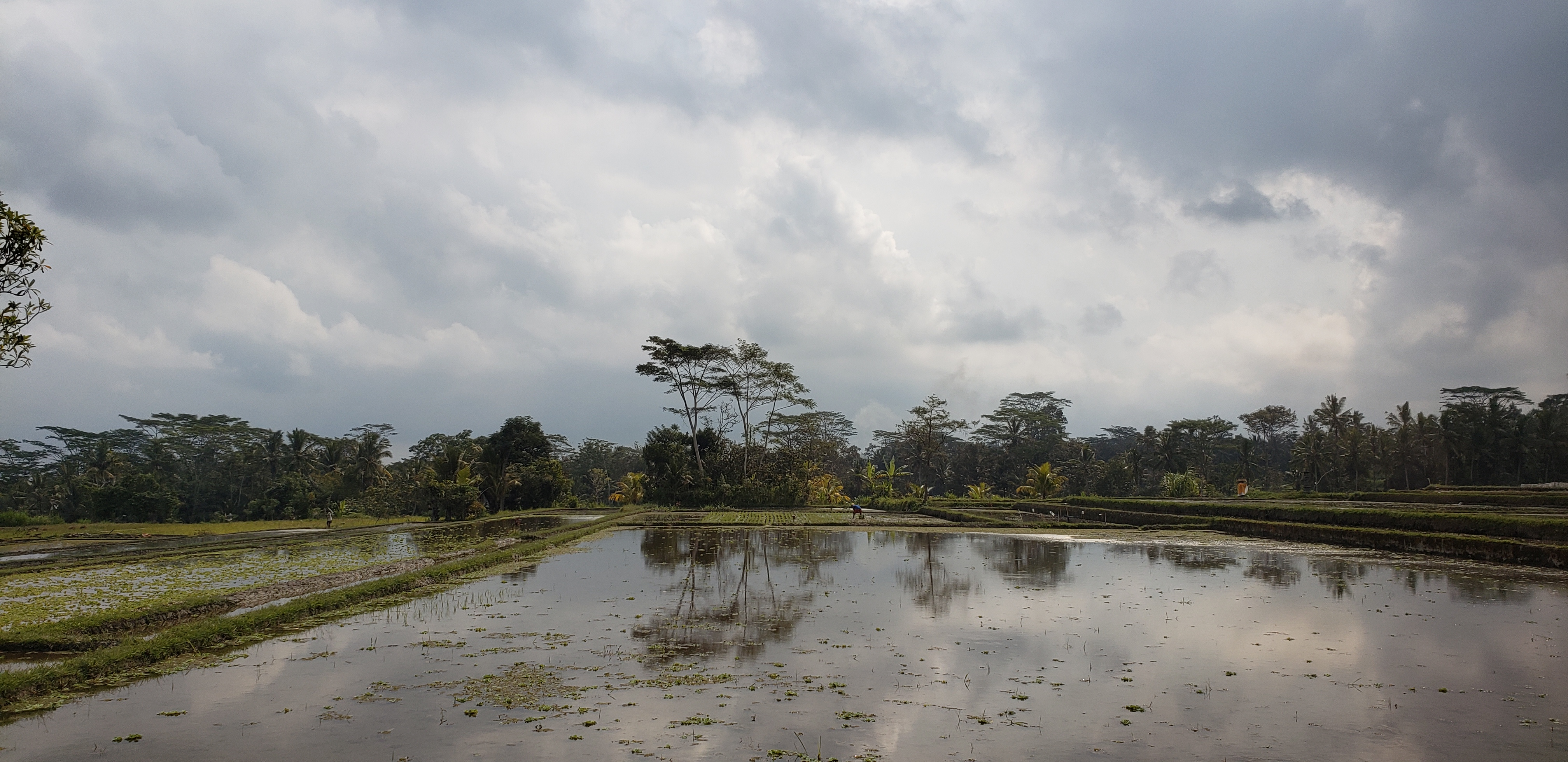 2018 Southeast Asia Trip Day 6 - Ubud, Bali, Indonesia (Mount Agung Volcano in Distance, Tegallalang Rice Terraces, Tirta Empul (Hindu Balinese Water Temple), Wearing Sarongs, Satria Agrowisata Coffee Plantation, Civet Cat Poop, Tibumana Waterfall)