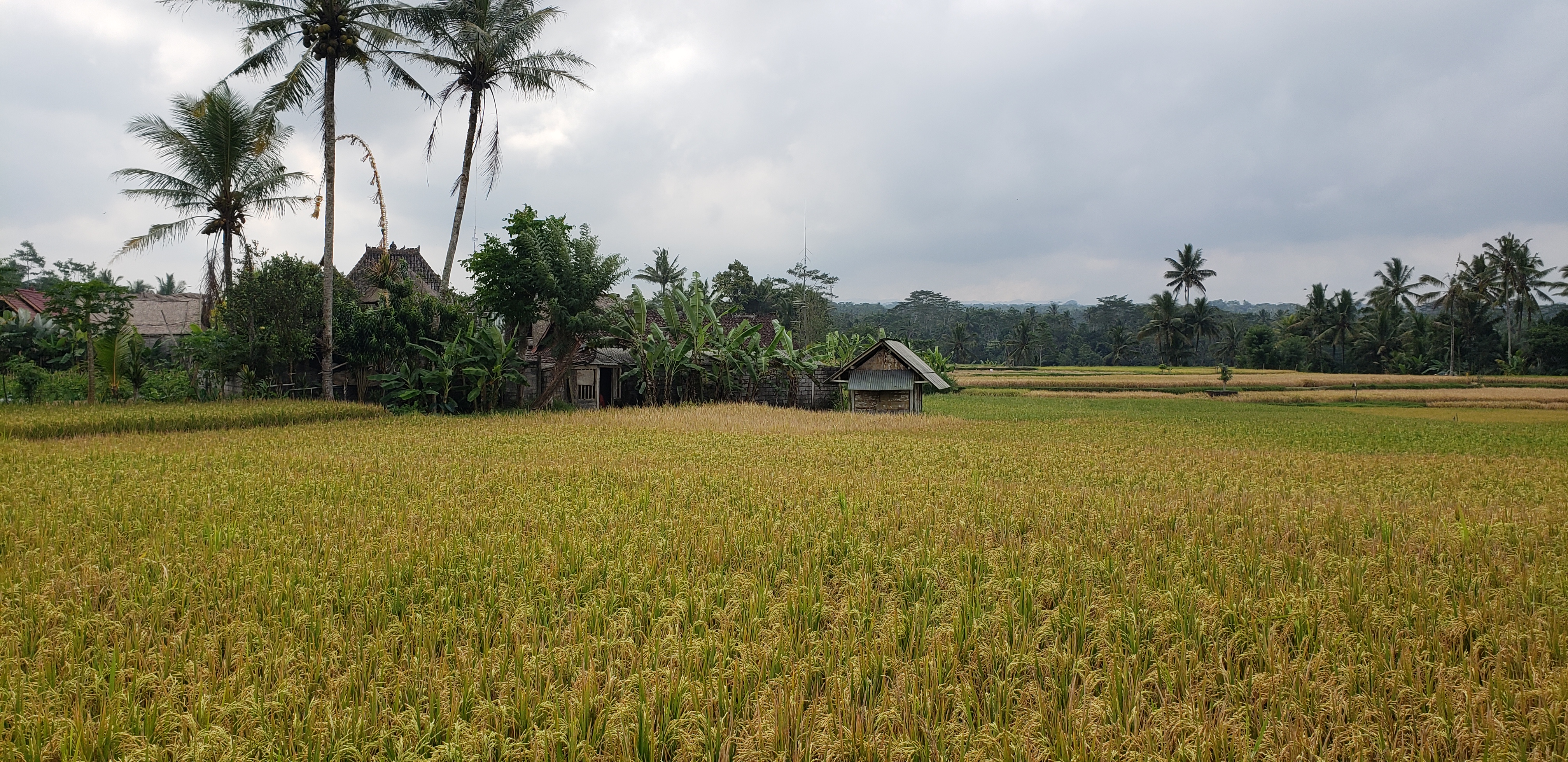 2018 Southeast Asia Trip Day 6 - Ubud, Bali, Indonesia (Mount Agung Volcano in Distance, Tegallalang Rice Terraces, Tirta Empul (Hindu Balinese Water Temple), Wearing Sarongs, Satria Agrowisata Coffee Plantation, Civet Cat Poop, Tibumana Waterfall)