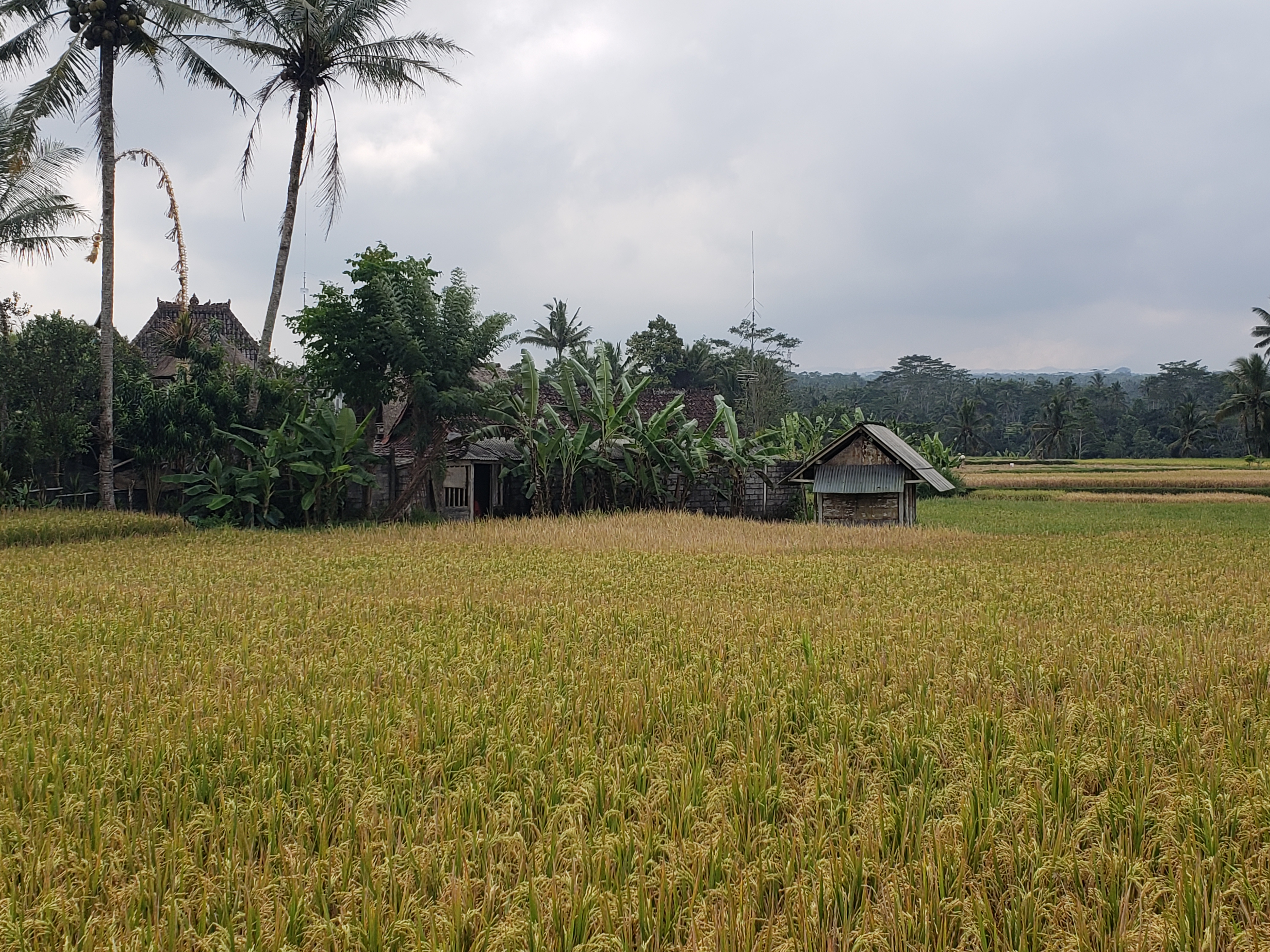 2018 Southeast Asia Trip Day 6 - Ubud, Bali, Indonesia (Mount Agung Volcano in Distance, Tegallalang Rice Terraces, Tirta Empul (Hindu Balinese Water Temple), Wearing Sarongs, Satria Agrowisata Coffee Plantation, Civet Cat Poop, Tibumana Waterfall)