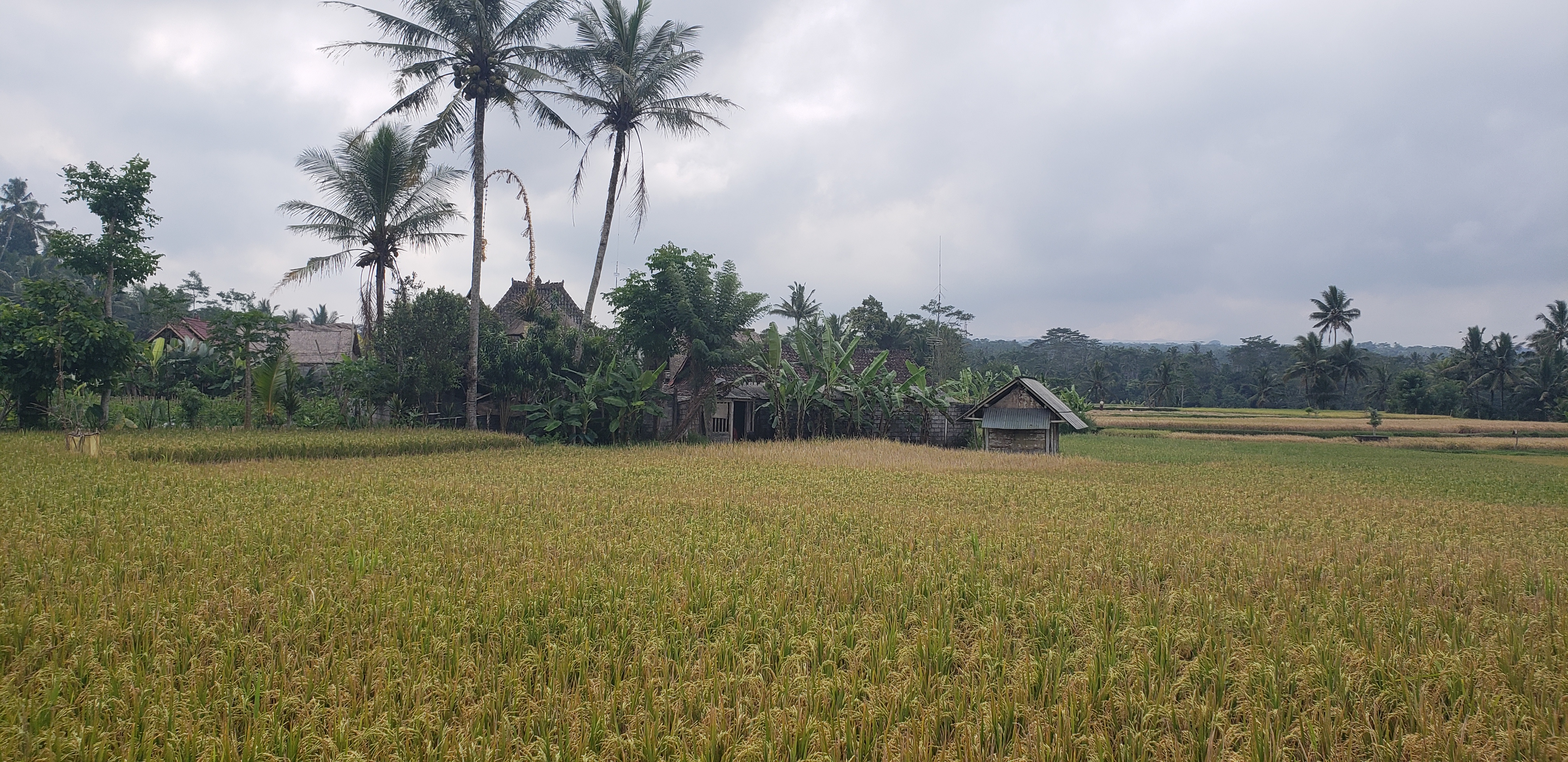 2018 Southeast Asia Trip Day 6 - Ubud, Bali, Indonesia (Mount Agung Volcano in Distance, Tegallalang Rice Terraces, Tirta Empul (Hindu Balinese Water Temple), Wearing Sarongs, Satria Agrowisata Coffee Plantation, Civet Cat Poop, Tibumana Waterfall)