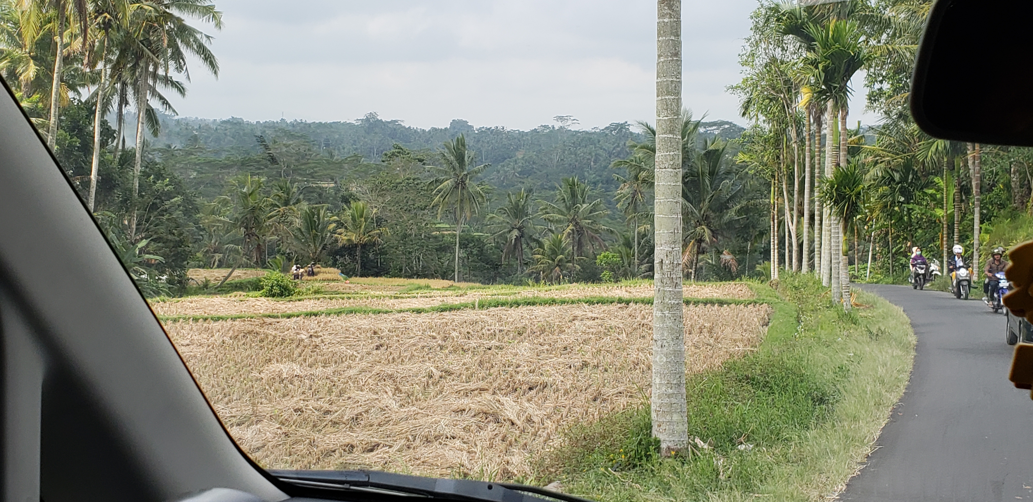 2018 Southeast Asia Trip Day 6 - Ubud, Bali, Indonesia (Mount Agung Volcano in Distance, Tegallalang Rice Terraces, Tirta Empul (Hindu Balinese Water Temple), Wearing Sarongs, Satria Agrowisata Coffee Plantation, Civet Cat Poop, Tibumana Waterfall)