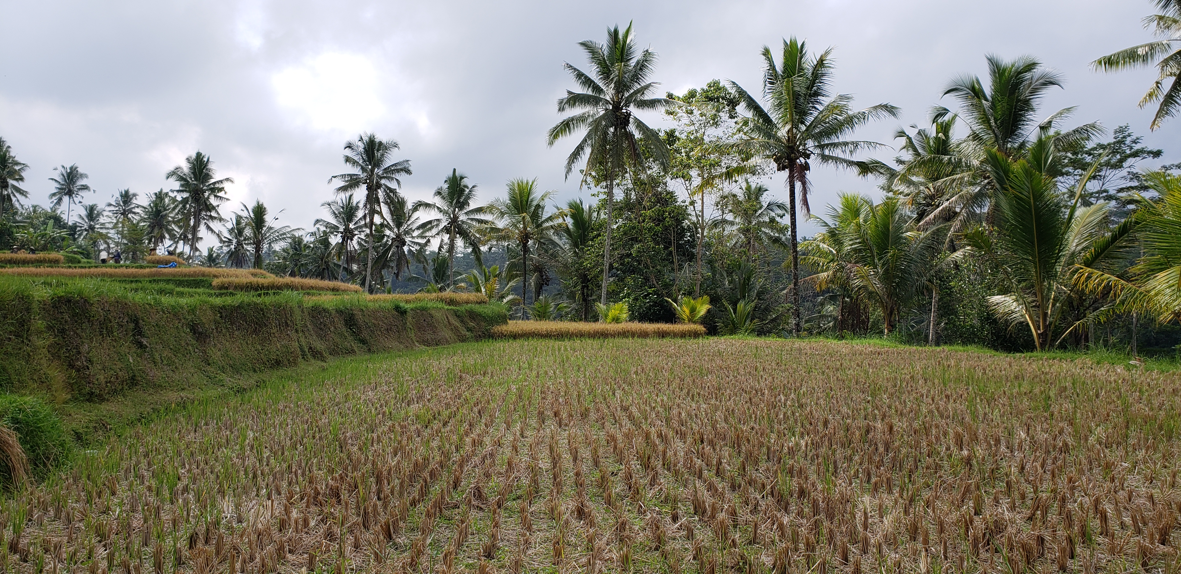 2018 Southeast Asia Trip Day 6 - Ubud, Bali, Indonesia (Mount Agung Volcano in Distance, Tegallalang Rice Terraces, Tirta Empul (Hindu Balinese Water Temple), Wearing Sarongs, Satria Agrowisata Coffee Plantation, Civet Cat Poop, Tibumana Waterfall)