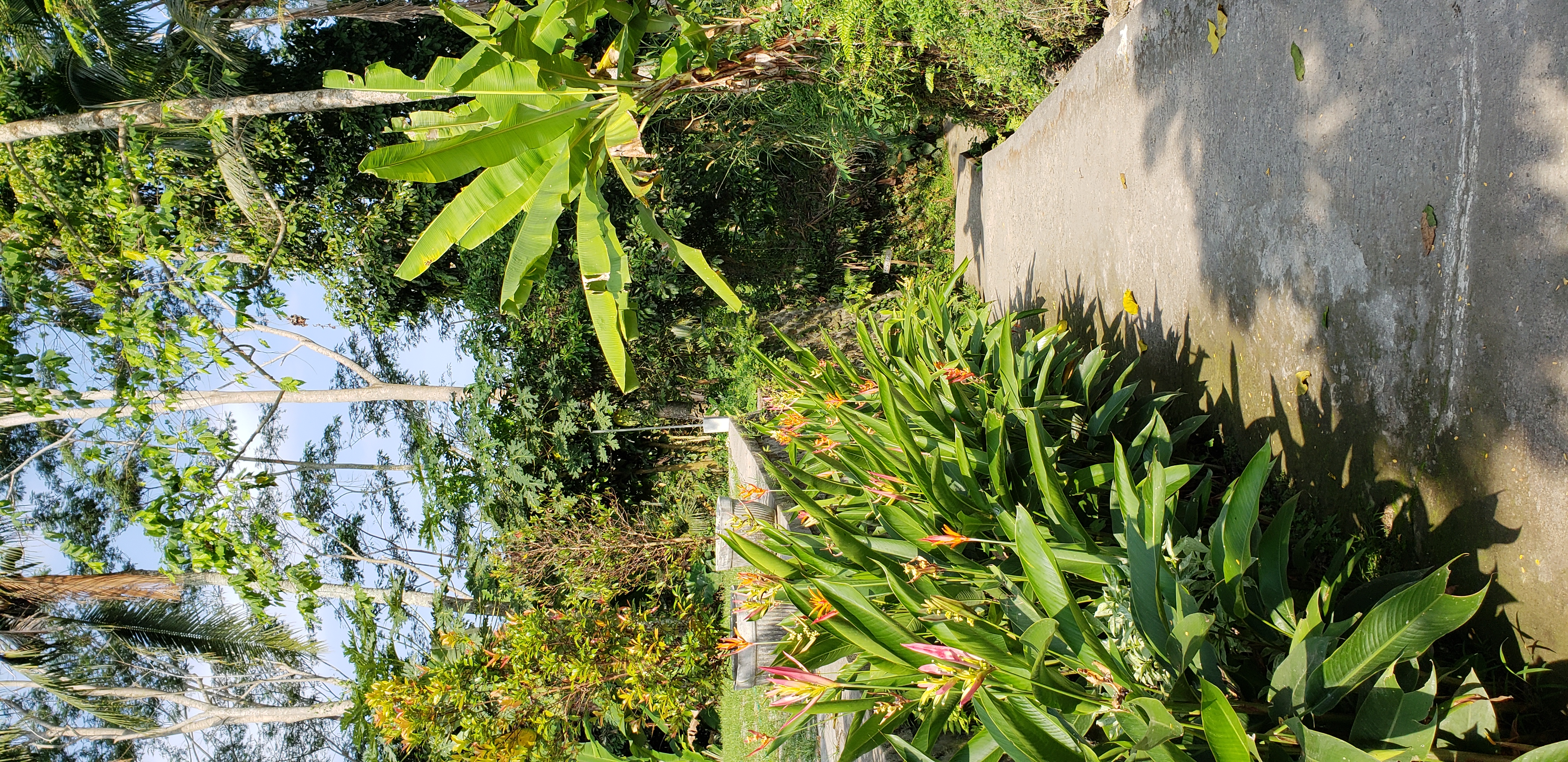 2018 Southeast Asia Trip Day 6 - Ubud, Bali, Indonesia (Mount Agung Volcano in Distance, Tegallalang Rice Terraces, Tirta Empul (Hindu Balinese Water Temple), Wearing Sarongs, Satria Agrowisata Coffee Plantation, Civet Cat Poop, Tibumana Waterfall)