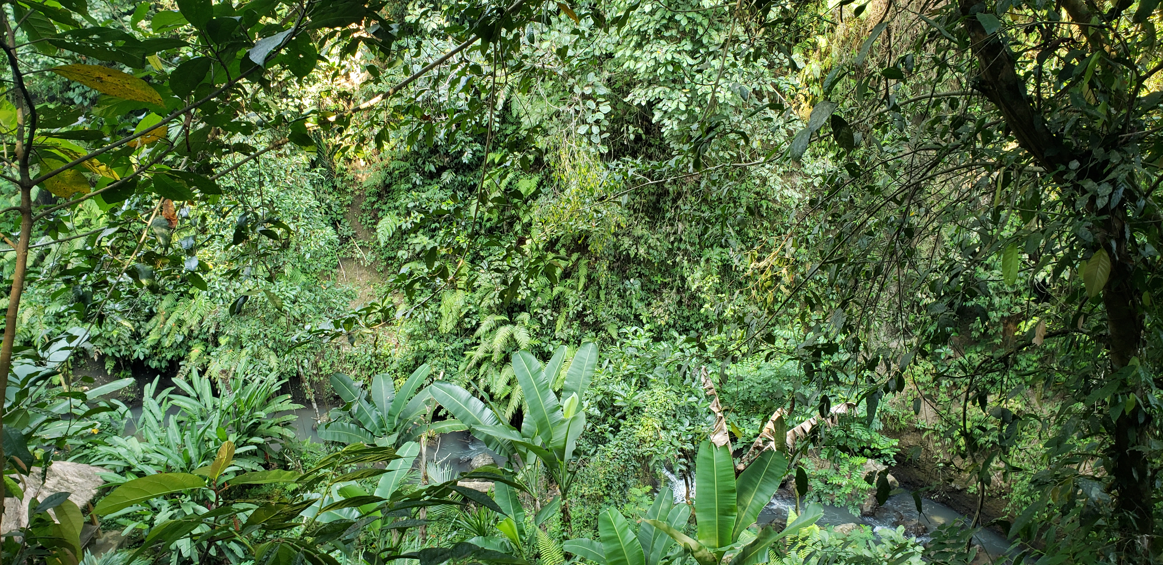 2018 Southeast Asia Trip Day 6 - Ubud, Bali, Indonesia (Mount Agung Volcano in Distance, Tegallalang Rice Terraces, Tirta Empul (Hindu Balinese Water Temple), Wearing Sarongs, Satria Agrowisata Coffee Plantation, Civet Cat Poop, Tibumana Waterfall)