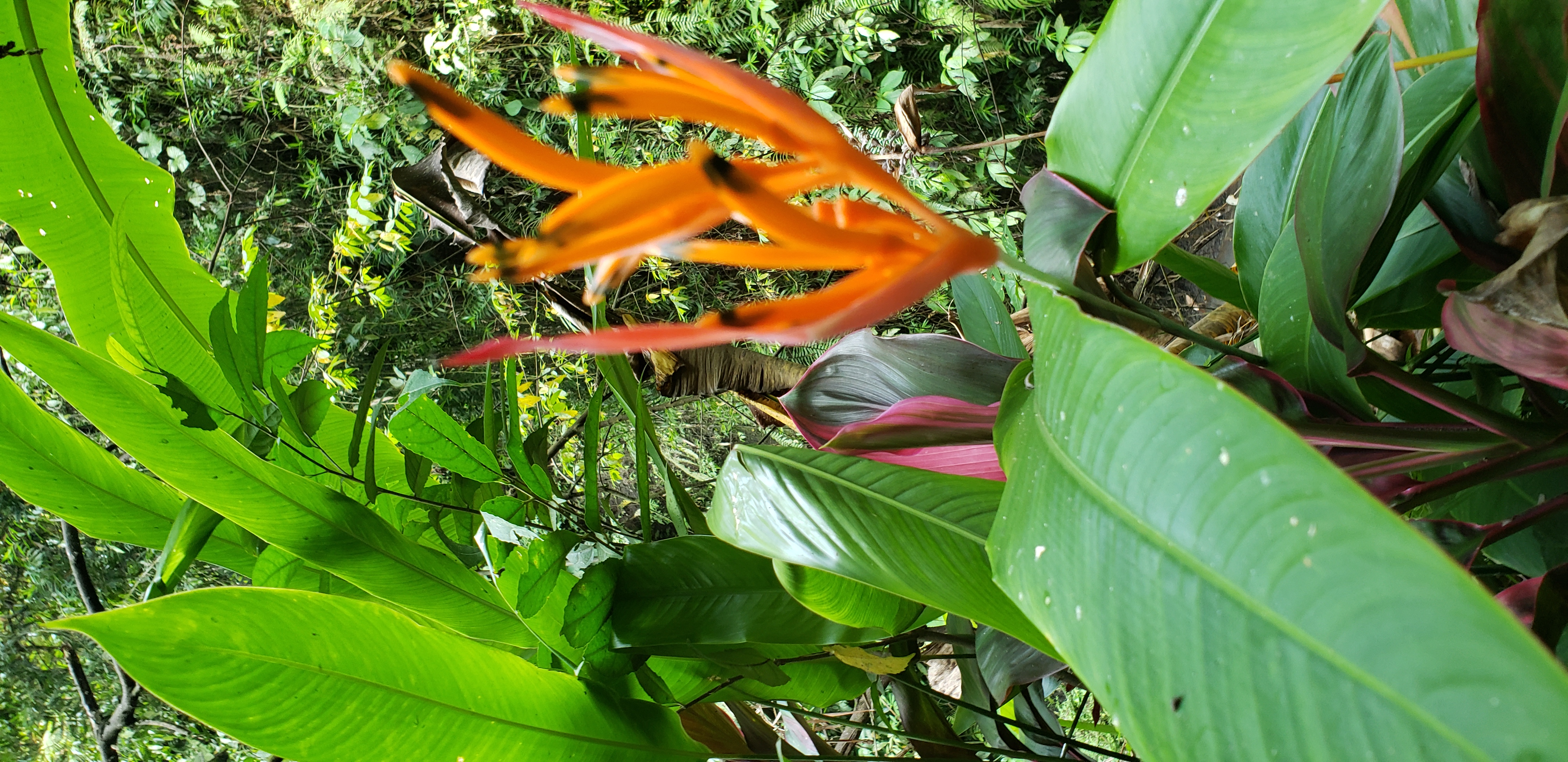 2018 Southeast Asia Trip Day 6 - Ubud, Bali, Indonesia (Mount Agung Volcano in Distance, Tegallalang Rice Terraces, Tirta Empul (Hindu Balinese Water Temple), Wearing Sarongs, Satria Agrowisata Coffee Plantation, Civet Cat Poop, Tibumana Waterfall)