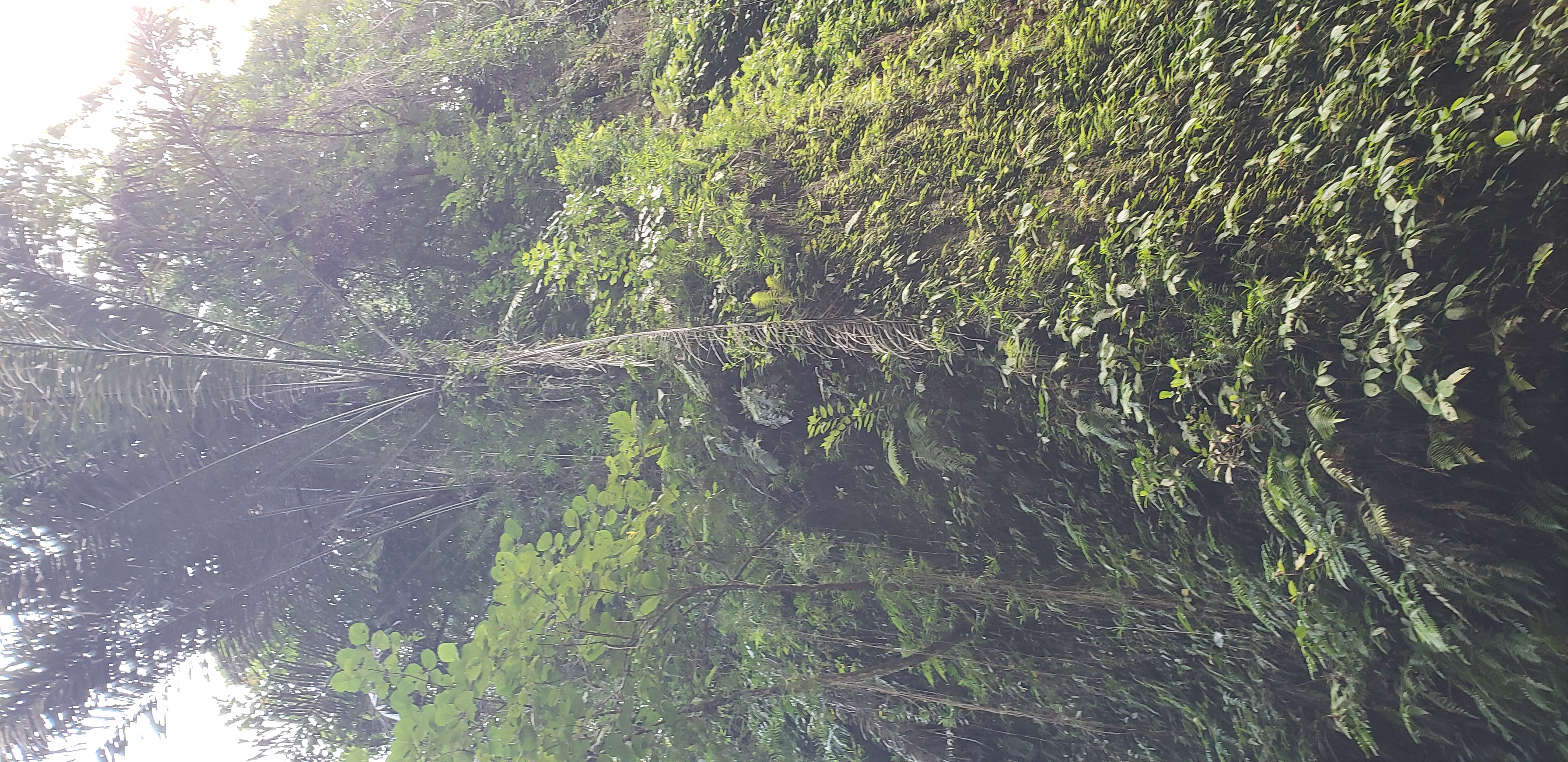 2018 Southeast Asia Trip Day 6 - Ubud, Bali, Indonesia (Mount Agung Volcano in Distance, Tegallalang Rice Terraces, Tirta Empul (Hindu Balinese Water Temple), Wearing Sarongs, Satria Agrowisata Coffee Plantation, Civet Cat Poop, Tibumana Waterfall)