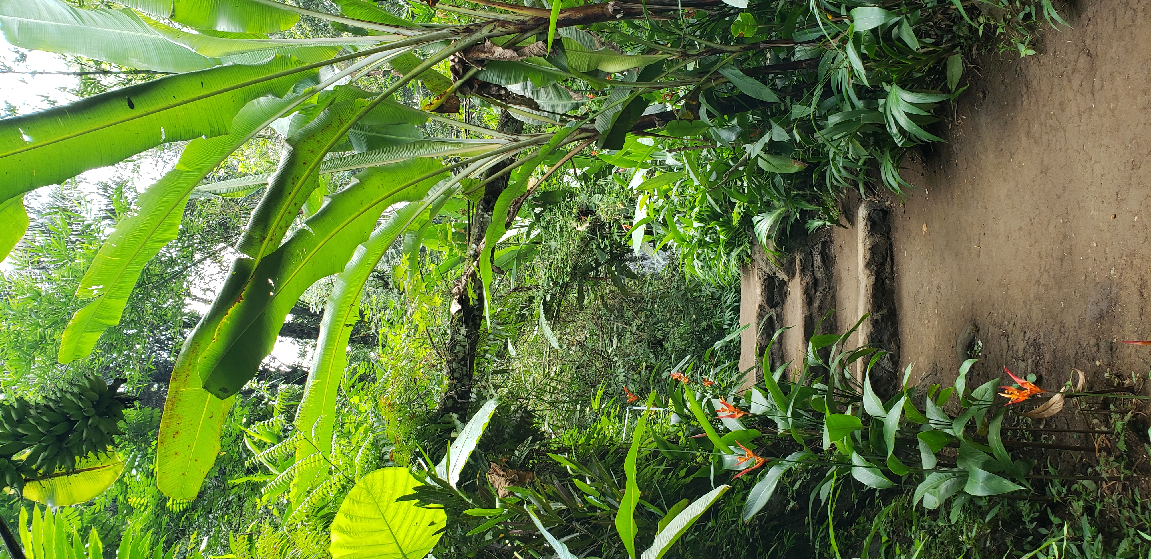 2018 Southeast Asia Trip Day 6 - Ubud, Bali, Indonesia (Mount Agung Volcano in Distance, Tegallalang Rice Terraces, Tirta Empul (Hindu Balinese Water Temple), Wearing Sarongs, Satria Agrowisata Coffee Plantation, Civet Cat Poop, Tibumana Waterfall)