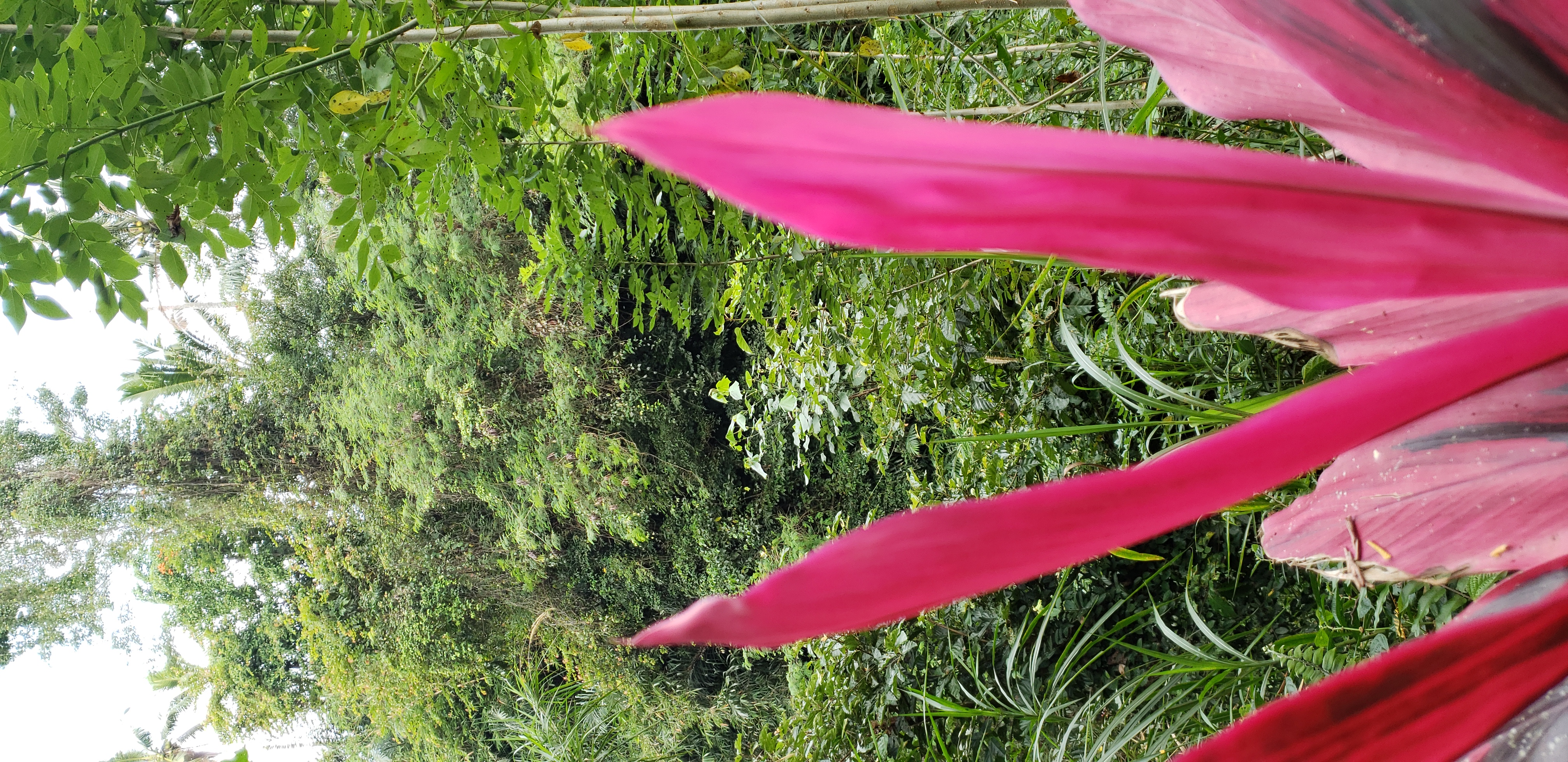 2018 Southeast Asia Trip Day 6 - Ubud, Bali, Indonesia (Mount Agung Volcano in Distance, Tegallalang Rice Terraces, Tirta Empul (Hindu Balinese Water Temple), Wearing Sarongs, Satria Agrowisata Coffee Plantation, Civet Cat Poop, Tibumana Waterfall)