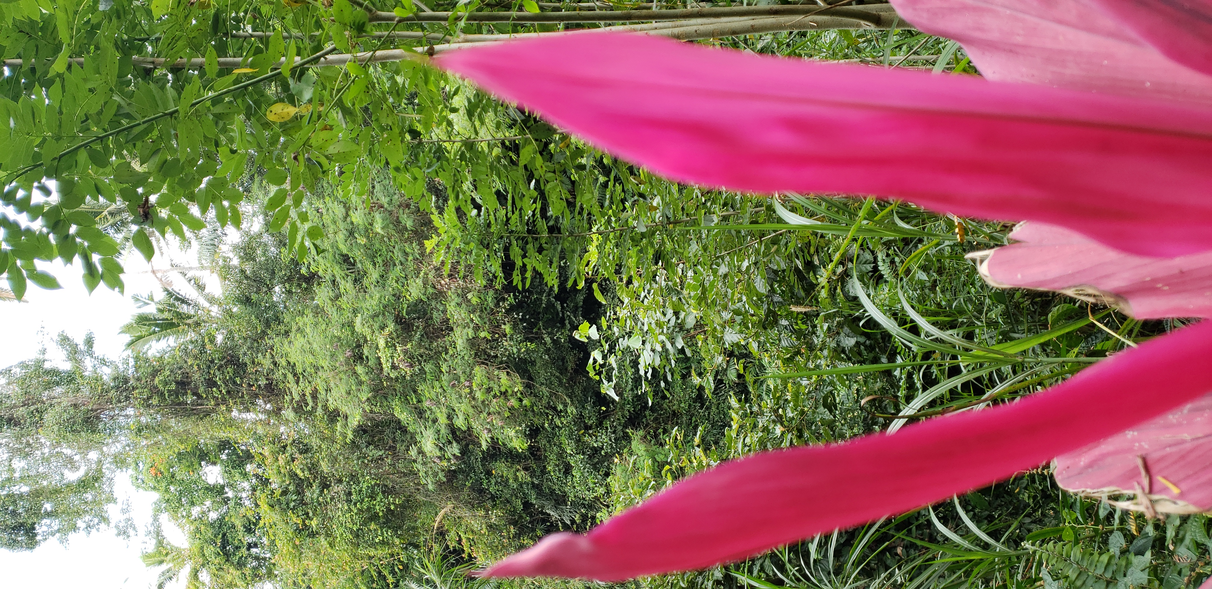 2018 Southeast Asia Trip Day 6 - Ubud, Bali, Indonesia (Mount Agung Volcano in Distance, Tegallalang Rice Terraces, Tirta Empul (Hindu Balinese Water Temple), Wearing Sarongs, Satria Agrowisata Coffee Plantation, Civet Cat Poop, Tibumana Waterfall)