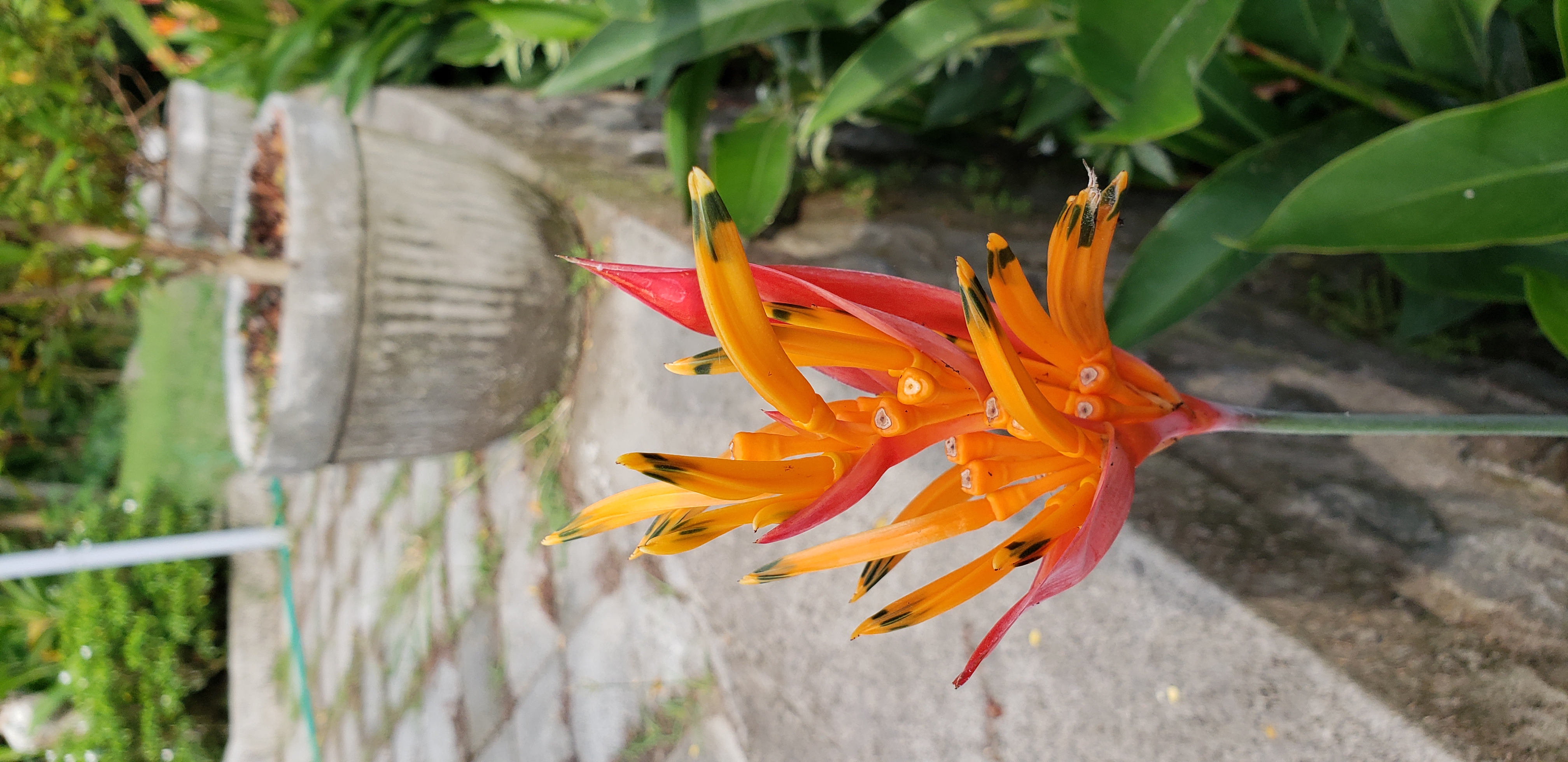 2018 Southeast Asia Trip Day 6 - Ubud, Bali, Indonesia (Mount Agung Volcano in Distance, Tegallalang Rice Terraces, Tirta Empul (Hindu Balinese Water Temple), Wearing Sarongs, Satria Agrowisata Coffee Plantation, Civet Cat Poop, Tibumana Waterfall)