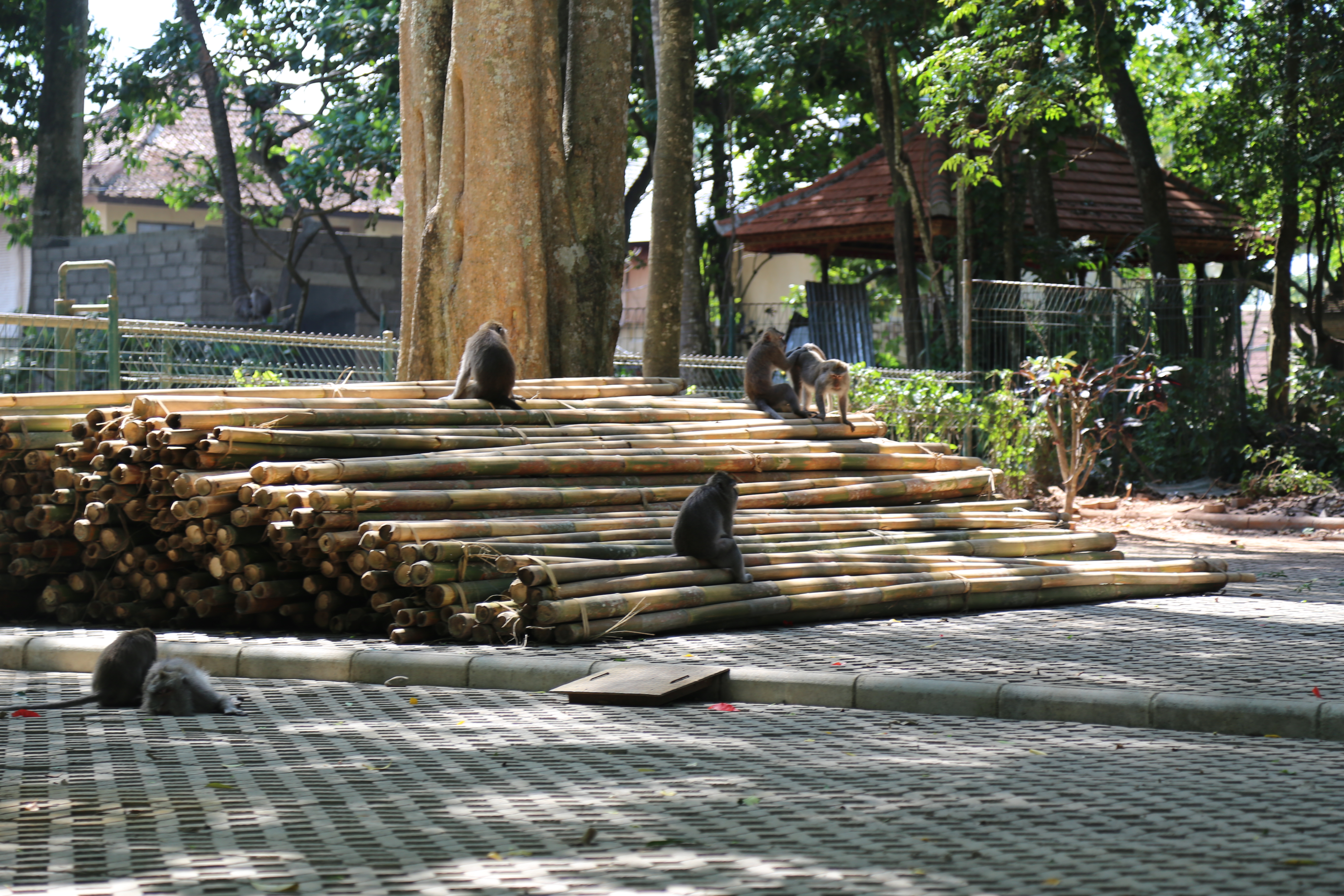 2018 Southeast Asia Trip Day 5 - Ubud, Bali, Indonesia (Breakfast at the Villa, Balinese Offerings (Canang Sari), Ubud Sacred Monkey Forest Sanctuary, Getting Attacked By Monkeys, Three Monkeys Restaurant, Ubud Palace,  Spa, Kecak Fire & Trance Dance)