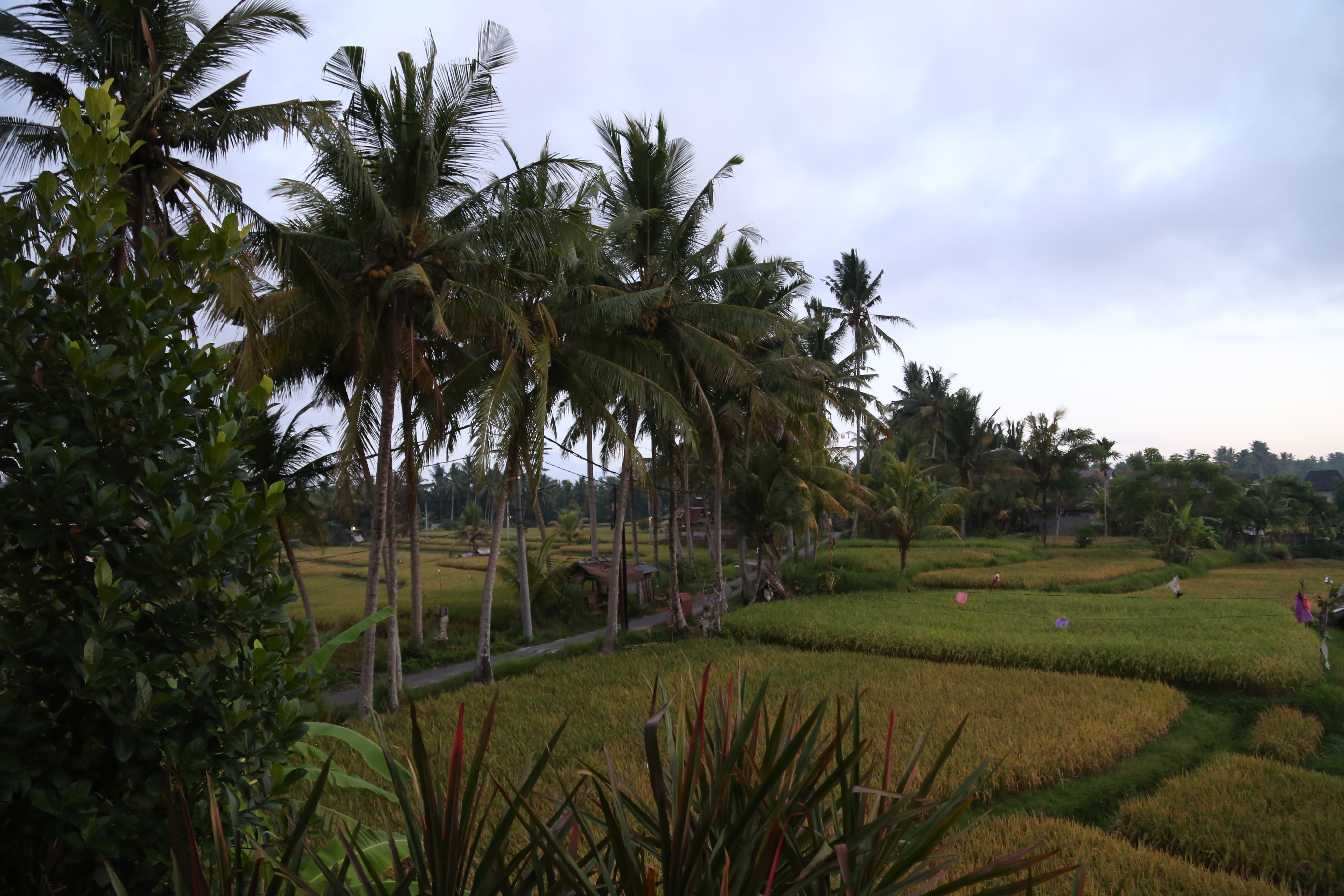 2018 Southeast Asia Trip Day 6 - Ubud, Bali, Indonesia (Mount Agung Volcano in Distance, Tegallalang Rice Terraces, Tirta Empul (Hindu Balinese Water Temple), Wearing Sarongs, Satria Agrowisata Coffee Plantation, Civet Cat Poop, Tibumana Waterfall)