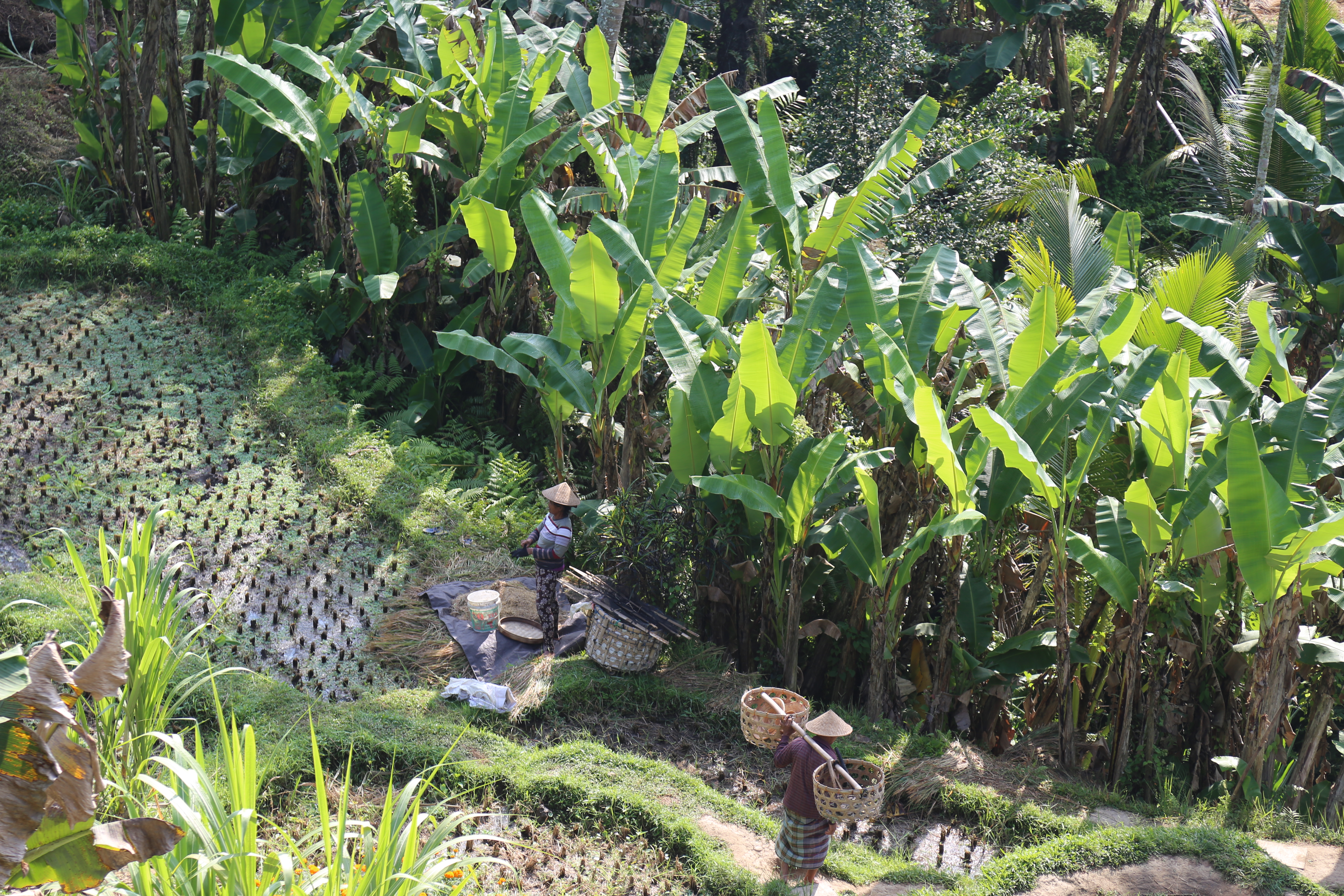 2018 Southeast Asia Trip Day 6 - Ubud, Bali, Indonesia (Mount Agung Volcano in Distance, Tegallalang Rice Terraces, Tirta Empul (Hindu Balinese Water Temple), Wearing Sarongs, Satria Agrowisata Coffee Plantation, Civet Cat Poop, Tibumana Waterfall)