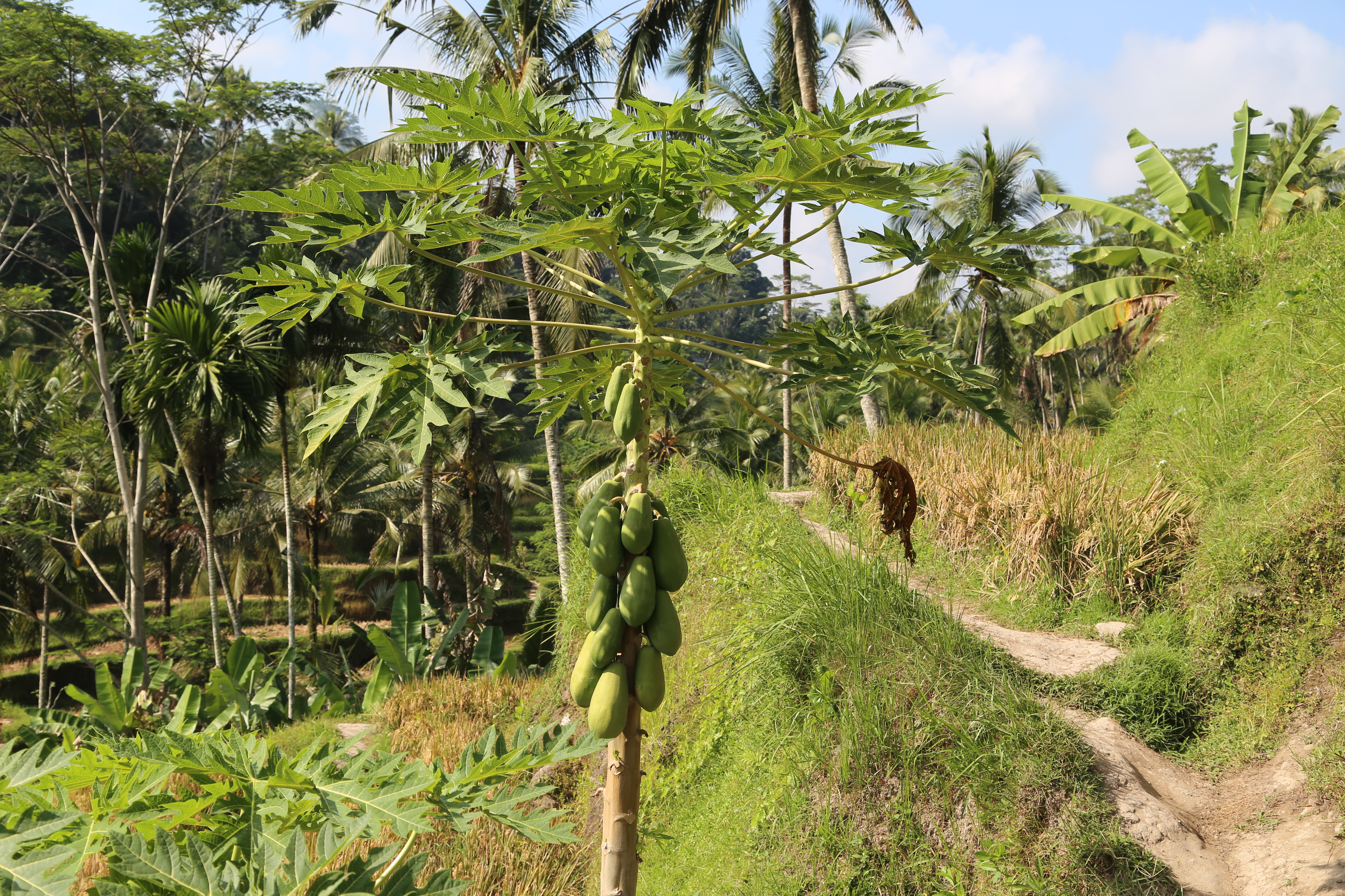 2018 Southeast Asia Trip Day 6 - Ubud, Bali, Indonesia (Mount Agung Volcano in Distance, Tegallalang Rice Terraces, Tirta Empul (Hindu Balinese Water Temple), Wearing Sarongs, Satria Agrowisata Coffee Plantation, Civet Cat Poop, Tibumana Waterfall)