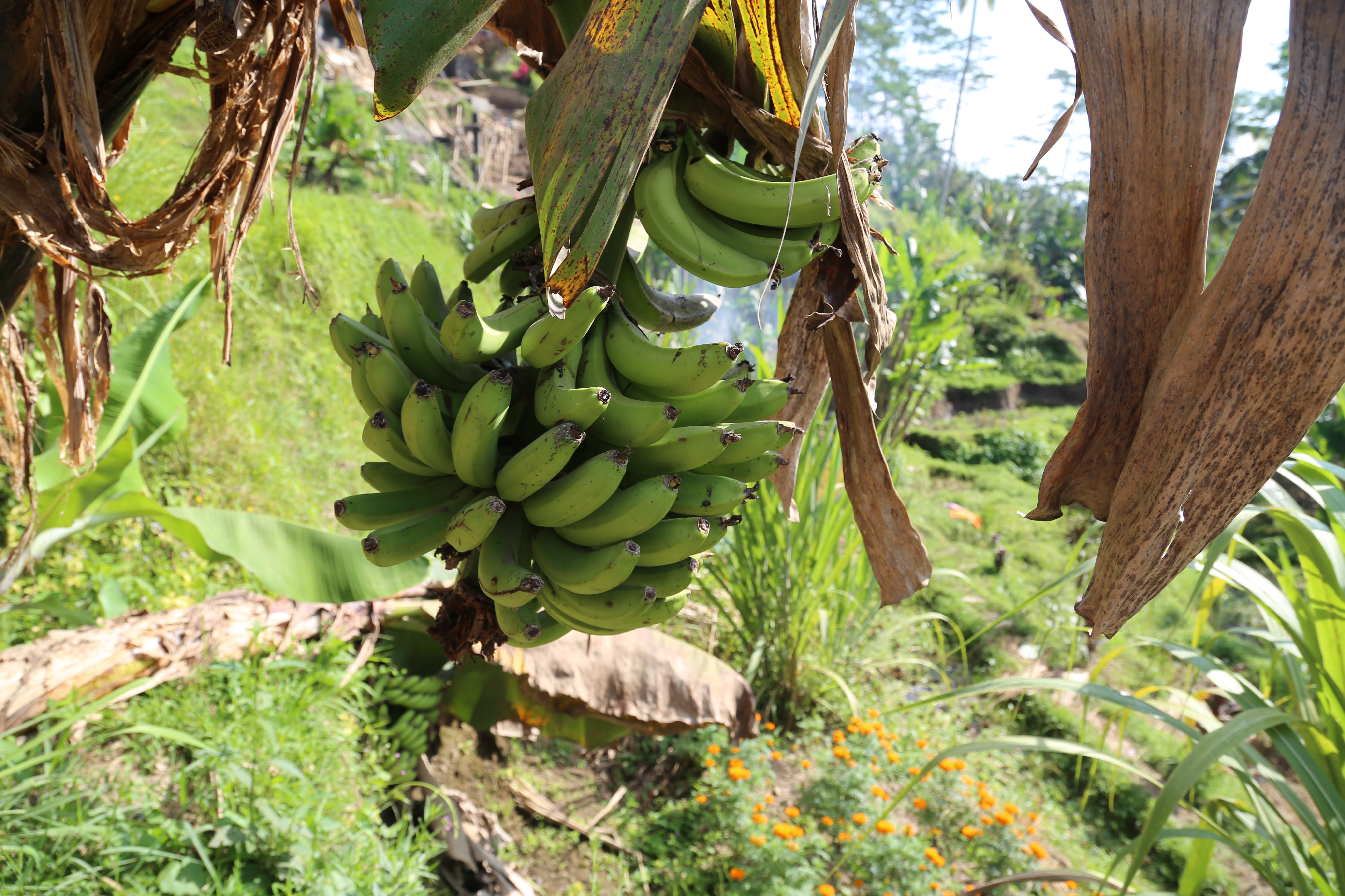 2018 Southeast Asia Trip Day 6 - Ubud, Bali, Indonesia (Mount Agung Volcano in Distance, Tegallalang Rice Terraces, Tirta Empul (Hindu Balinese Water Temple), Wearing Sarongs, Satria Agrowisata Coffee Plantation, Civet Cat Poop, Tibumana Waterfall)