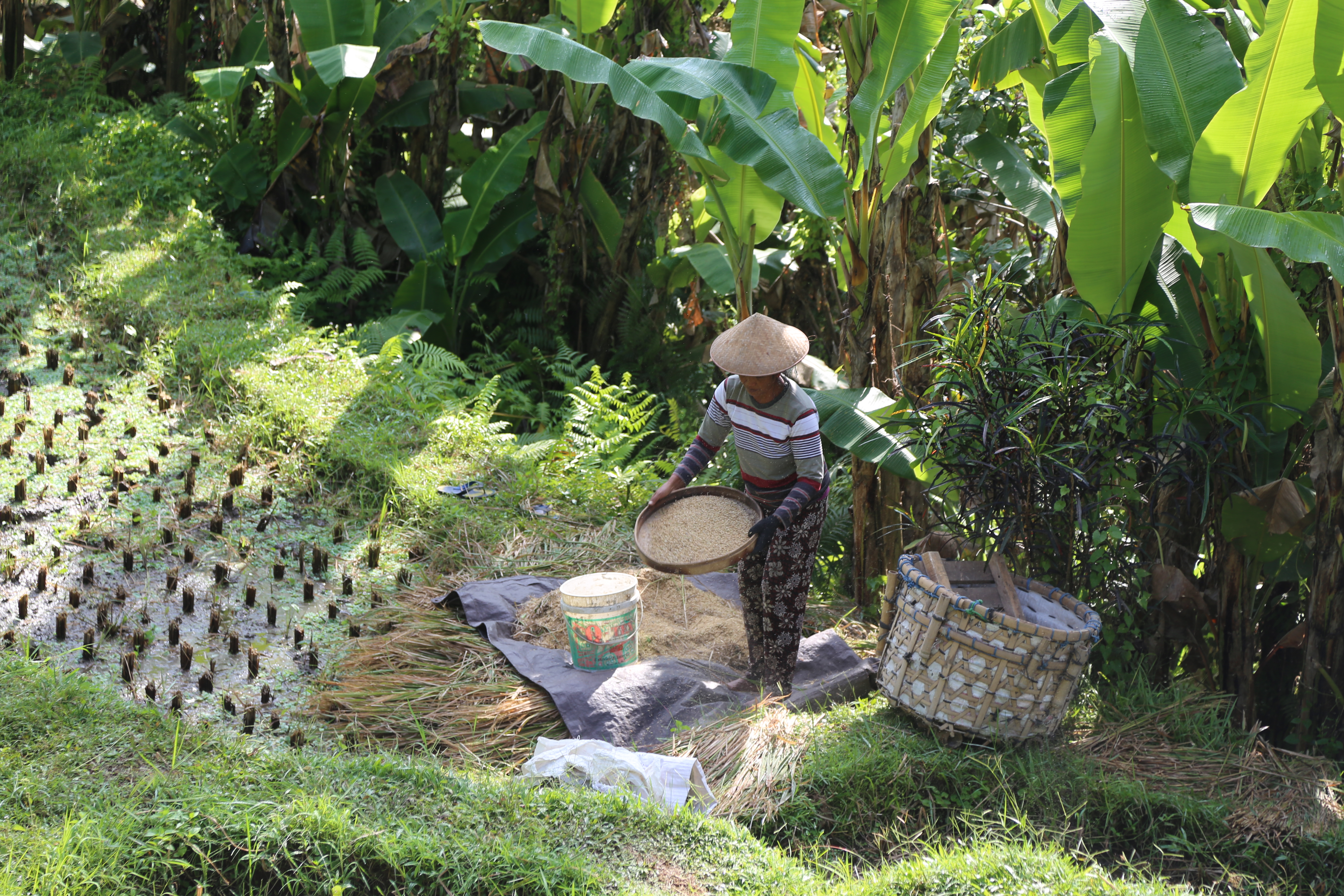 2018 Southeast Asia Trip Day 6 - Ubud, Bali, Indonesia (Mount Agung Volcano in Distance, Tegallalang Rice Terraces, Tirta Empul (Hindu Balinese Water Temple), Wearing Sarongs, Satria Agrowisata Coffee Plantation, Civet Cat Poop, Tibumana Waterfall)