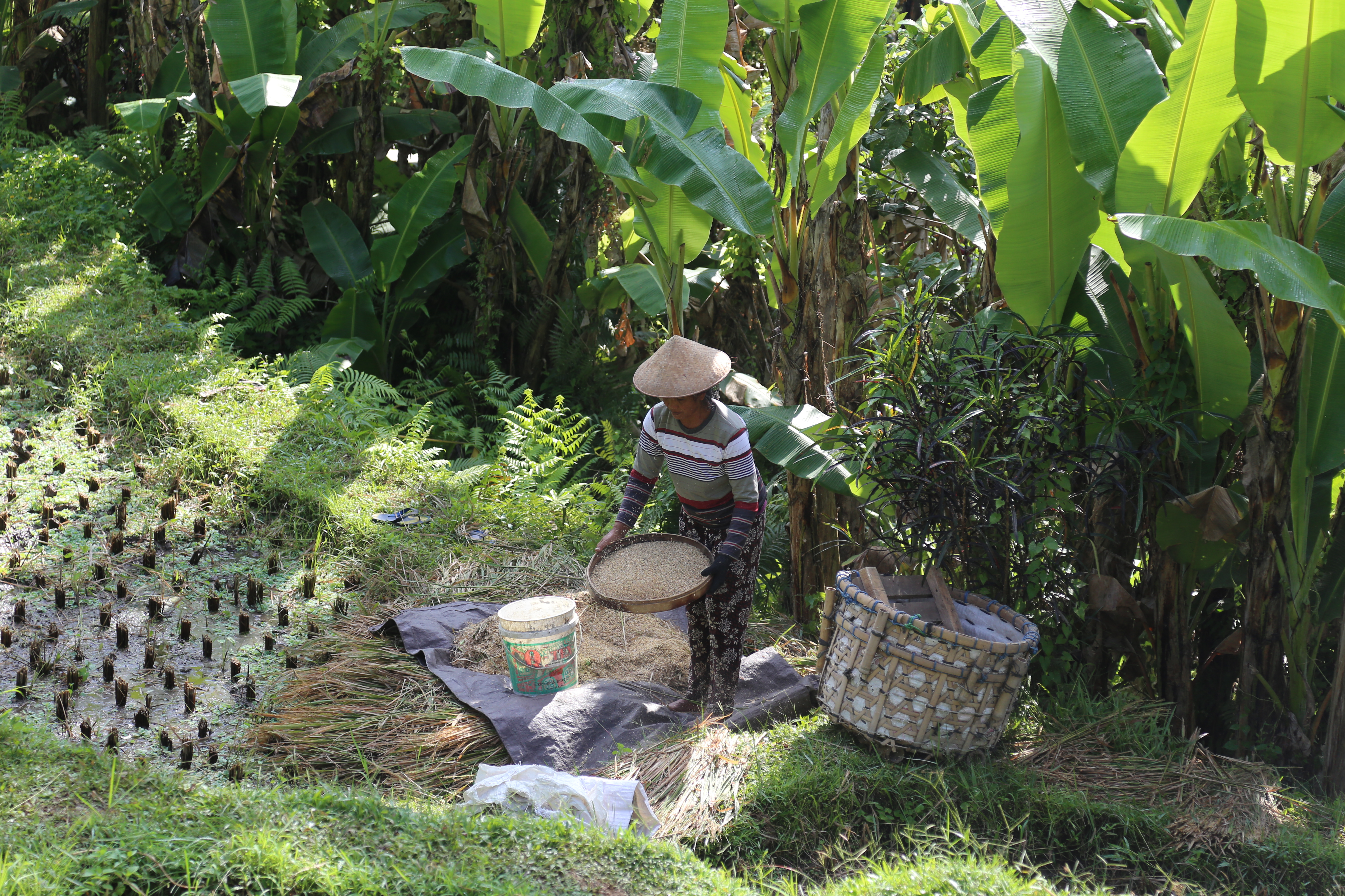 2018 Southeast Asia Trip Day 6 - Ubud, Bali, Indonesia (Mount Agung Volcano in Distance, Tegallalang Rice Terraces, Tirta Empul (Hindu Balinese Water Temple), Wearing Sarongs, Satria Agrowisata Coffee Plantation, Civet Cat Poop, Tibumana Waterfall)