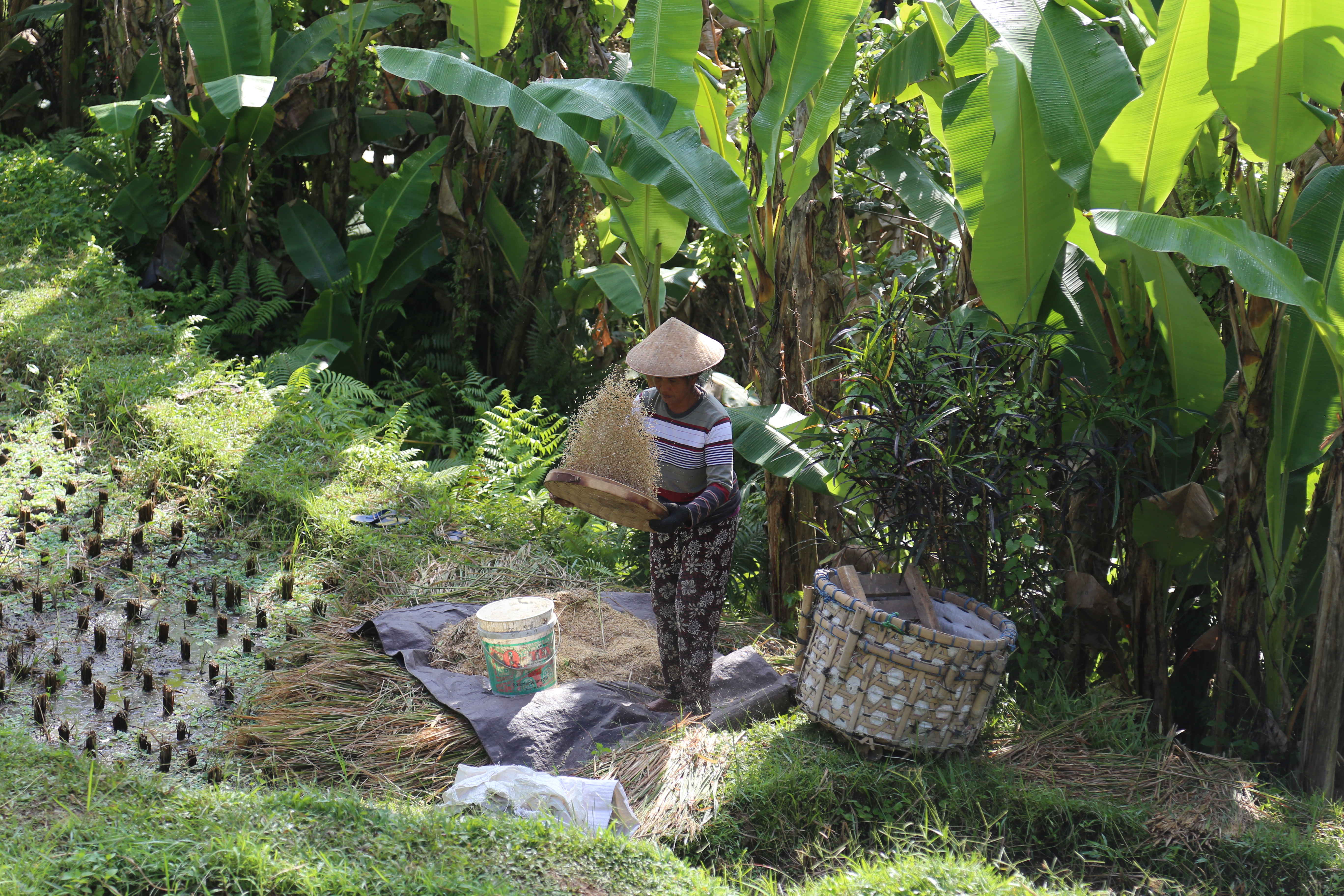 2018 Southeast Asia Trip Day 6 - Ubud, Bali, Indonesia (Mount Agung Volcano in Distance, Tegallalang Rice Terraces, Tirta Empul (Hindu Balinese Water Temple), Wearing Sarongs, Satria Agrowisata Coffee Plantation, Civet Cat Poop, Tibumana Waterfall)