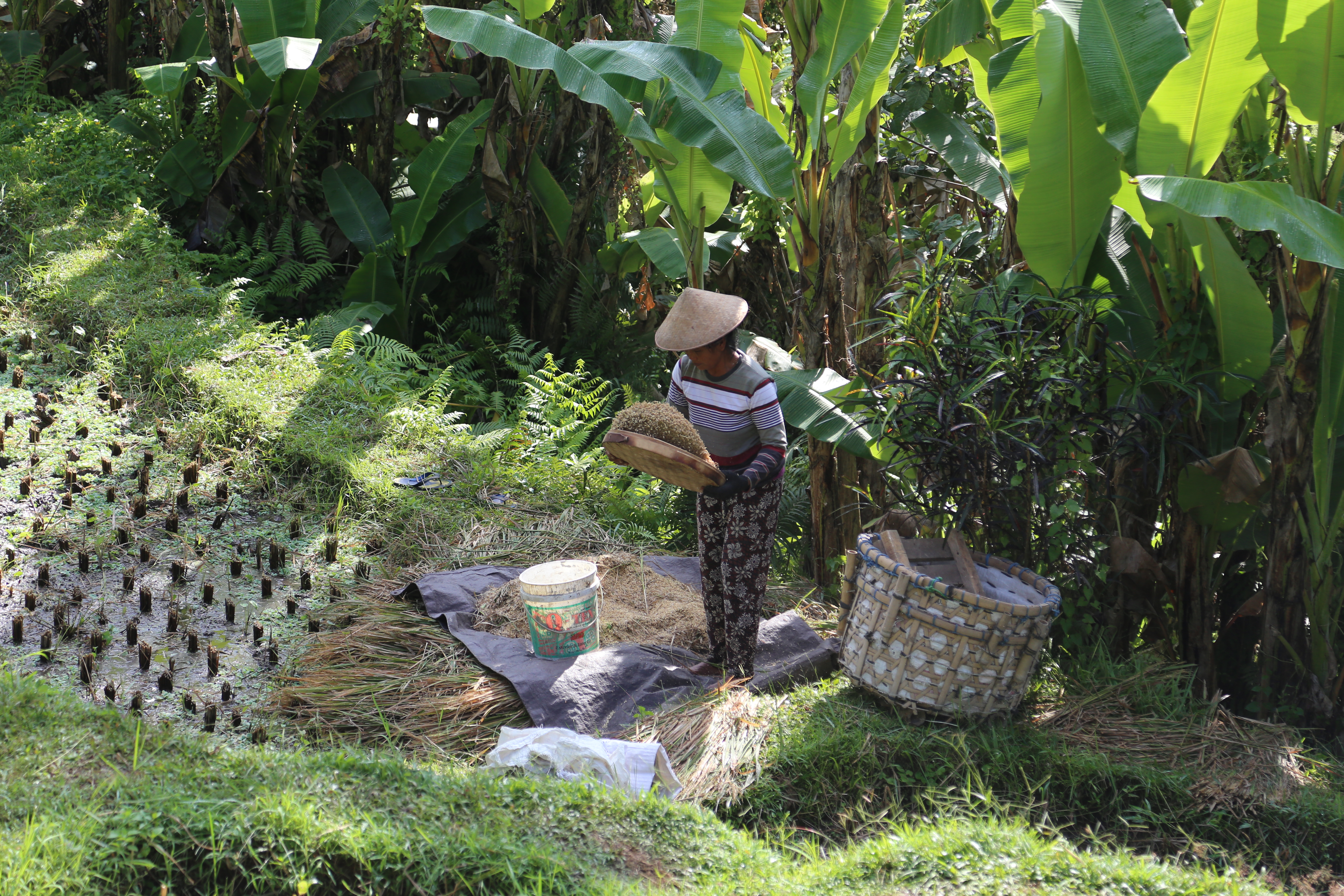 2018 Southeast Asia Trip Day 6 - Ubud, Bali, Indonesia (Mount Agung Volcano in Distance, Tegallalang Rice Terraces, Tirta Empul (Hindu Balinese Water Temple), Wearing Sarongs, Satria Agrowisata Coffee Plantation, Civet Cat Poop, Tibumana Waterfall)