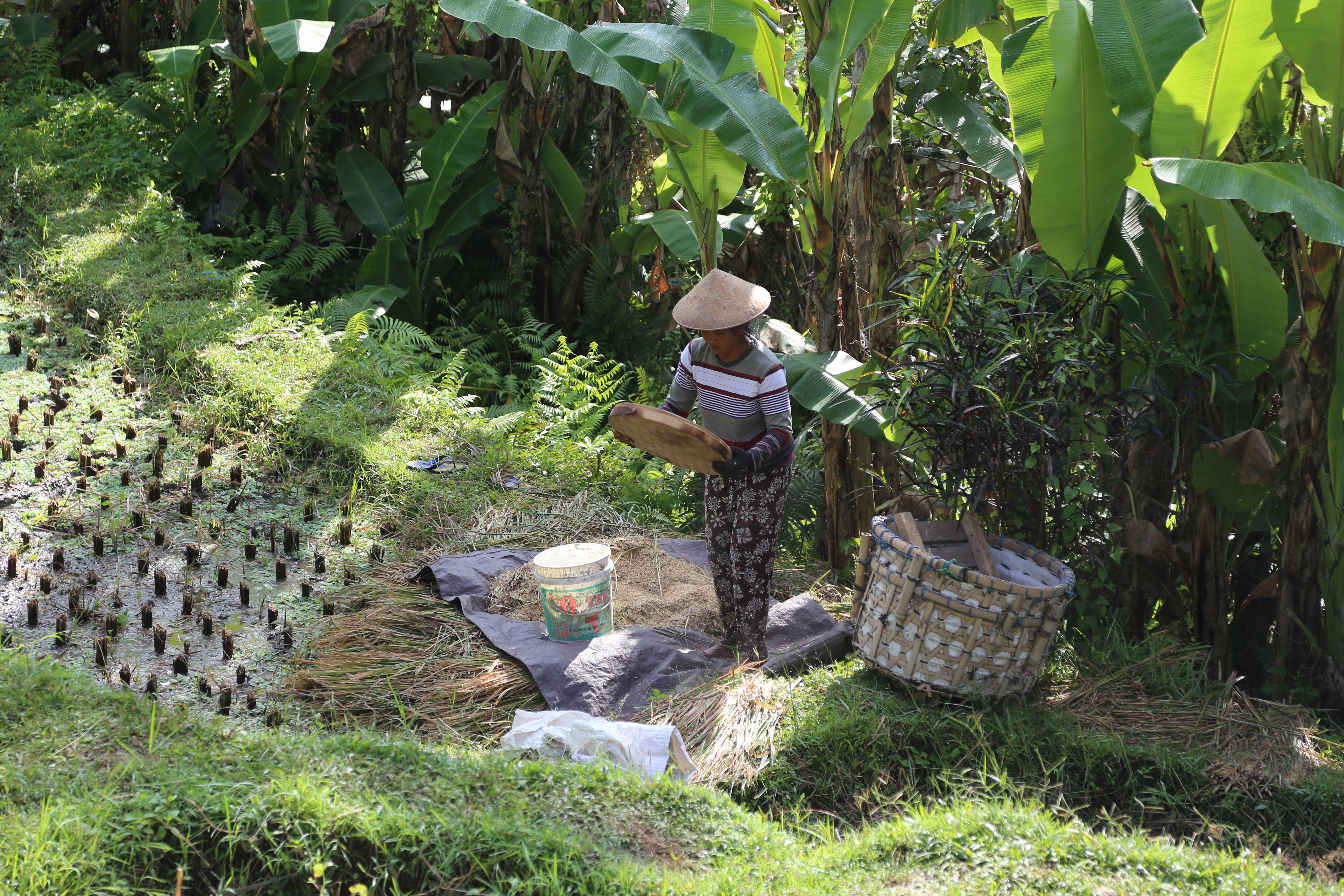 2018 Southeast Asia Trip Day 6 - Ubud, Bali, Indonesia (Mount Agung Volcano in Distance, Tegallalang Rice Terraces, Tirta Empul (Hindu Balinese Water Temple), Wearing Sarongs, Satria Agrowisata Coffee Plantation, Civet Cat Poop, Tibumana Waterfall)