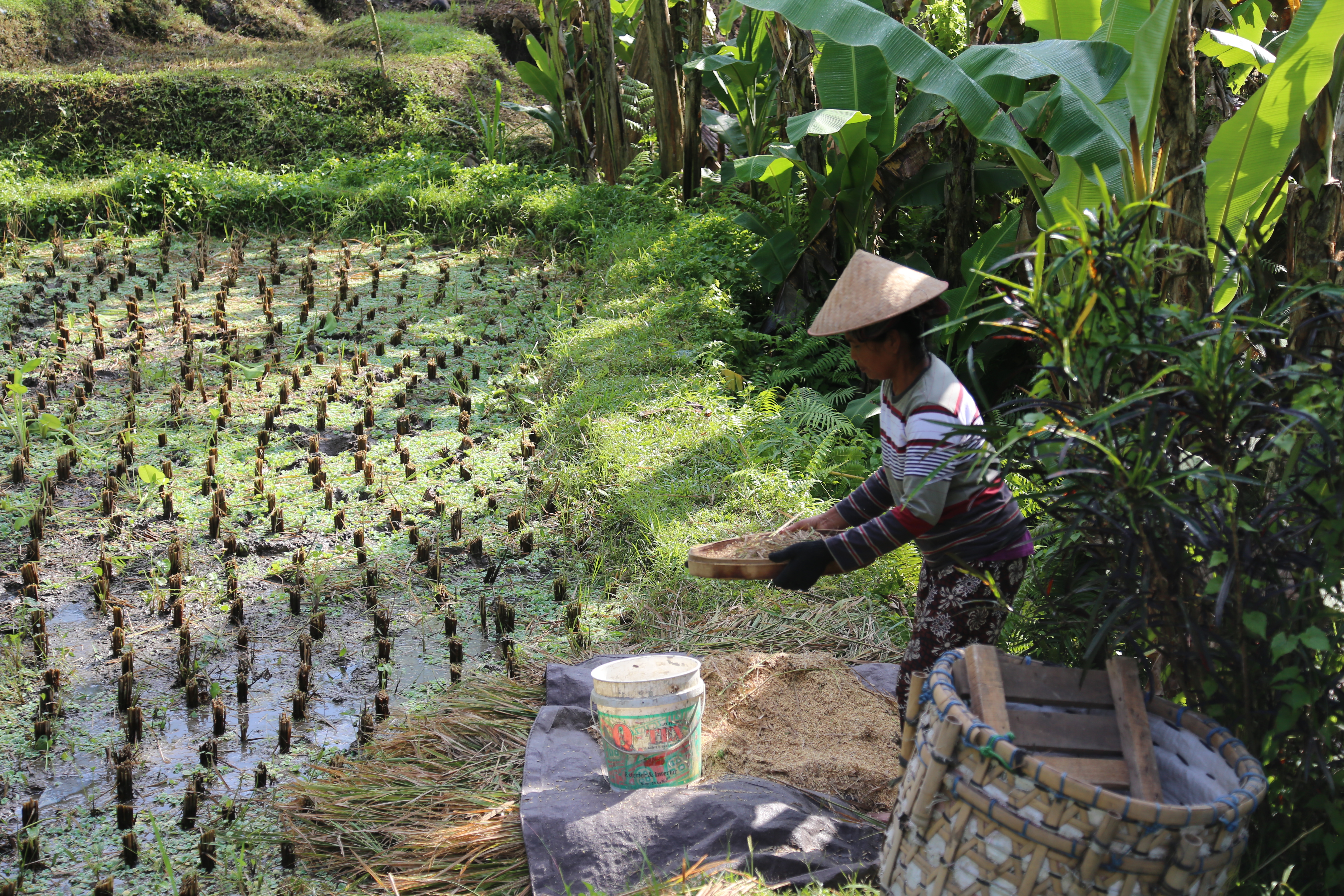 2018 Southeast Asia Trip Day 6 - Ubud, Bali, Indonesia (Mount Agung Volcano in Distance, Tegallalang Rice Terraces, Tirta Empul (Hindu Balinese Water Temple), Wearing Sarongs, Satria Agrowisata Coffee Plantation, Civet Cat Poop, Tibumana Waterfall)