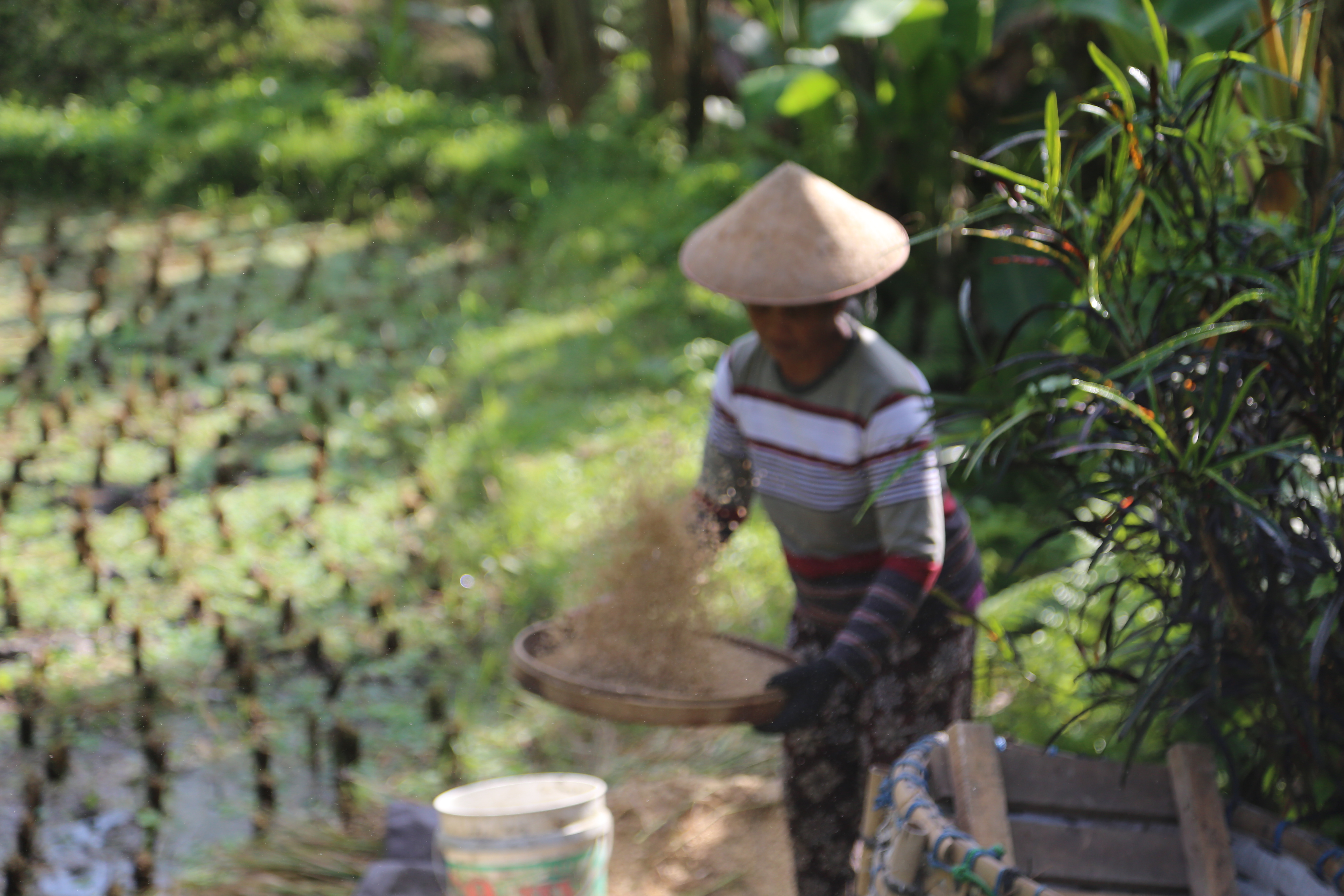 2018 Southeast Asia Trip Day 6 - Ubud, Bali, Indonesia (Mount Agung Volcano in Distance, Tegallalang Rice Terraces, Tirta Empul (Hindu Balinese Water Temple), Wearing Sarongs, Satria Agrowisata Coffee Plantation, Civet Cat Poop, Tibumana Waterfall)