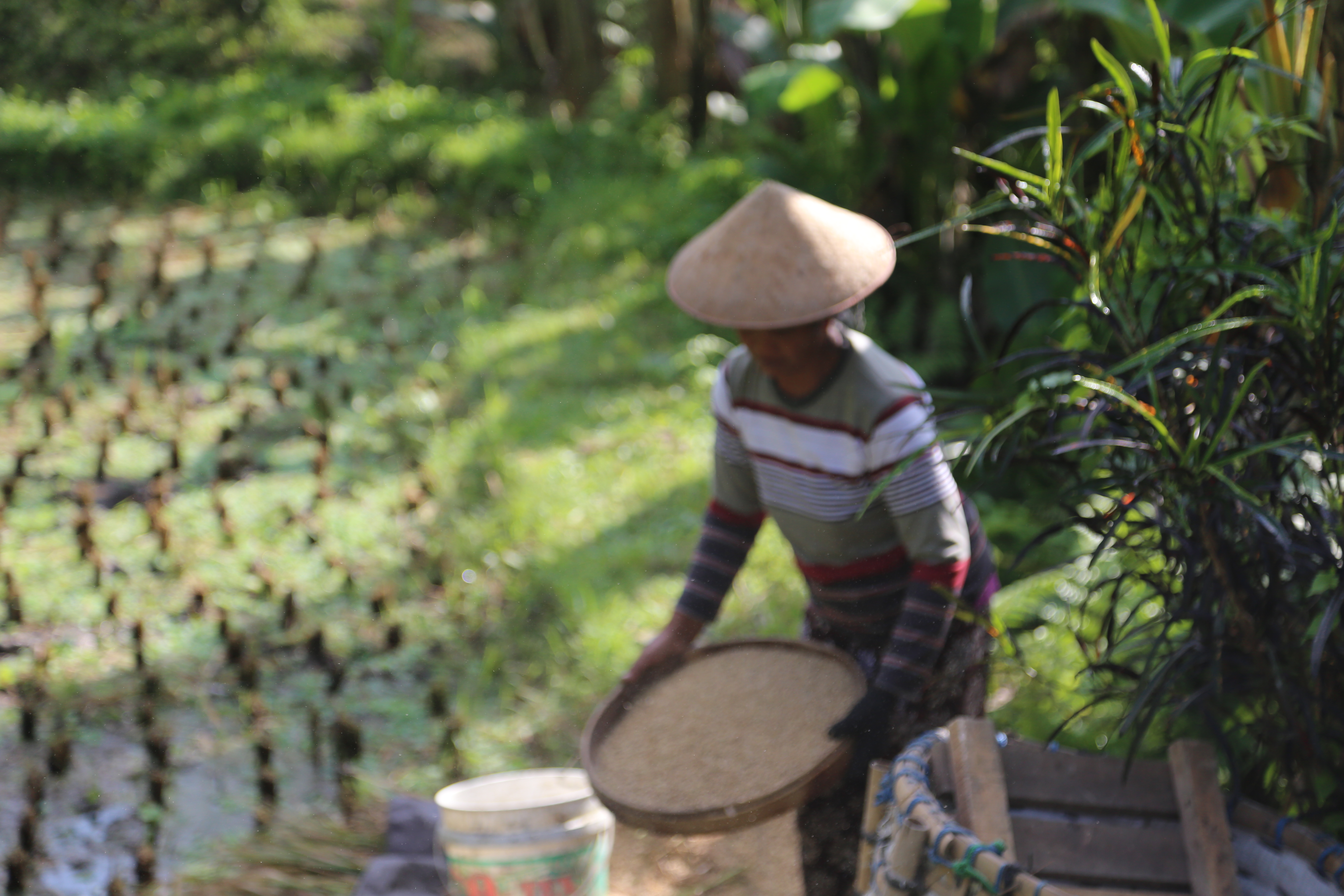 2018 Southeast Asia Trip Day 6 - Ubud, Bali, Indonesia (Mount Agung Volcano in Distance, Tegallalang Rice Terraces, Tirta Empul (Hindu Balinese Water Temple), Wearing Sarongs, Satria Agrowisata Coffee Plantation, Civet Cat Poop, Tibumana Waterfall)