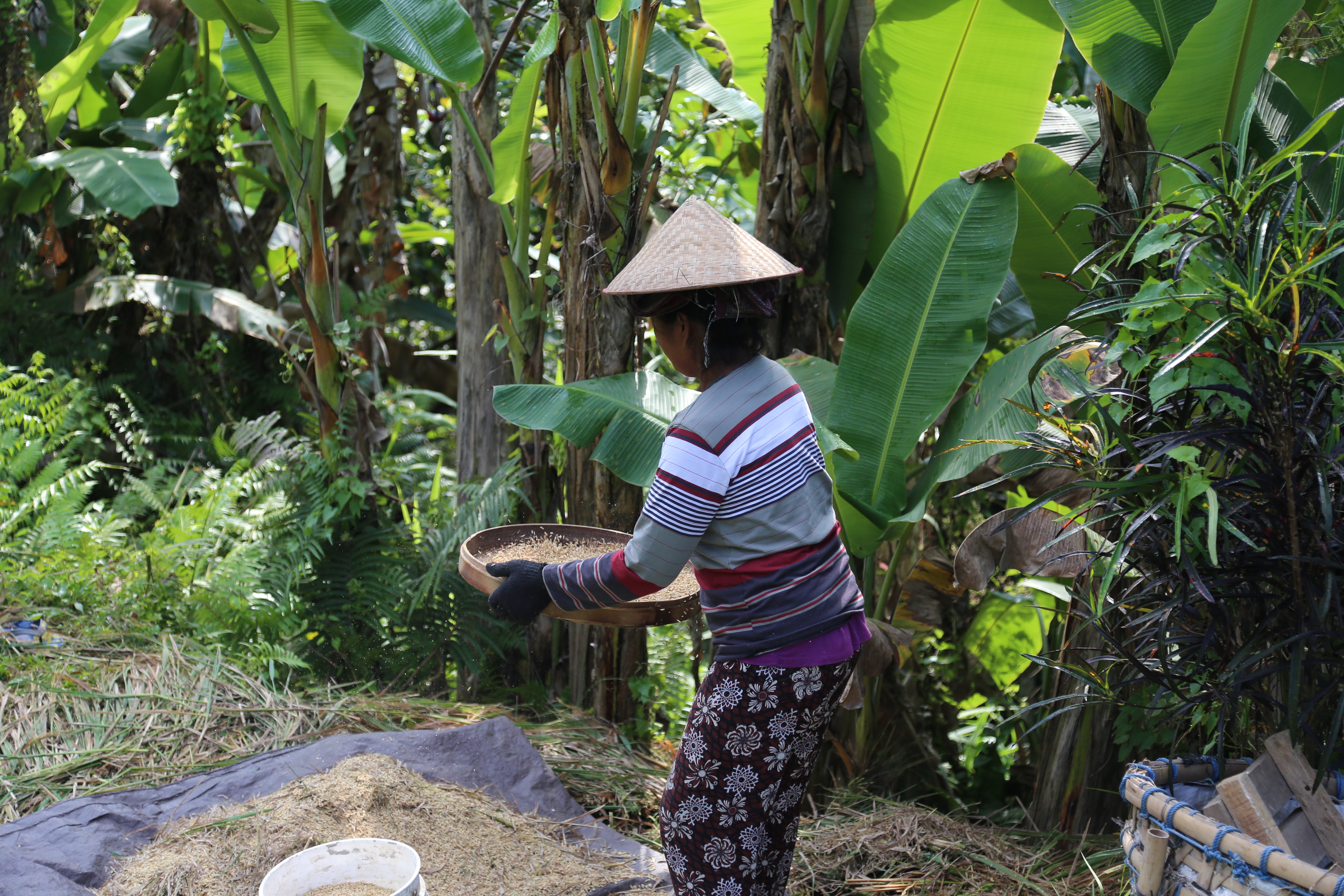 2018 Southeast Asia Trip Day 6 - Ubud, Bali, Indonesia (Mount Agung Volcano in Distance, Tegallalang Rice Terraces, Tirta Empul (Hindu Balinese Water Temple), Wearing Sarongs, Satria Agrowisata Coffee Plantation, Civet Cat Poop, Tibumana Waterfall)