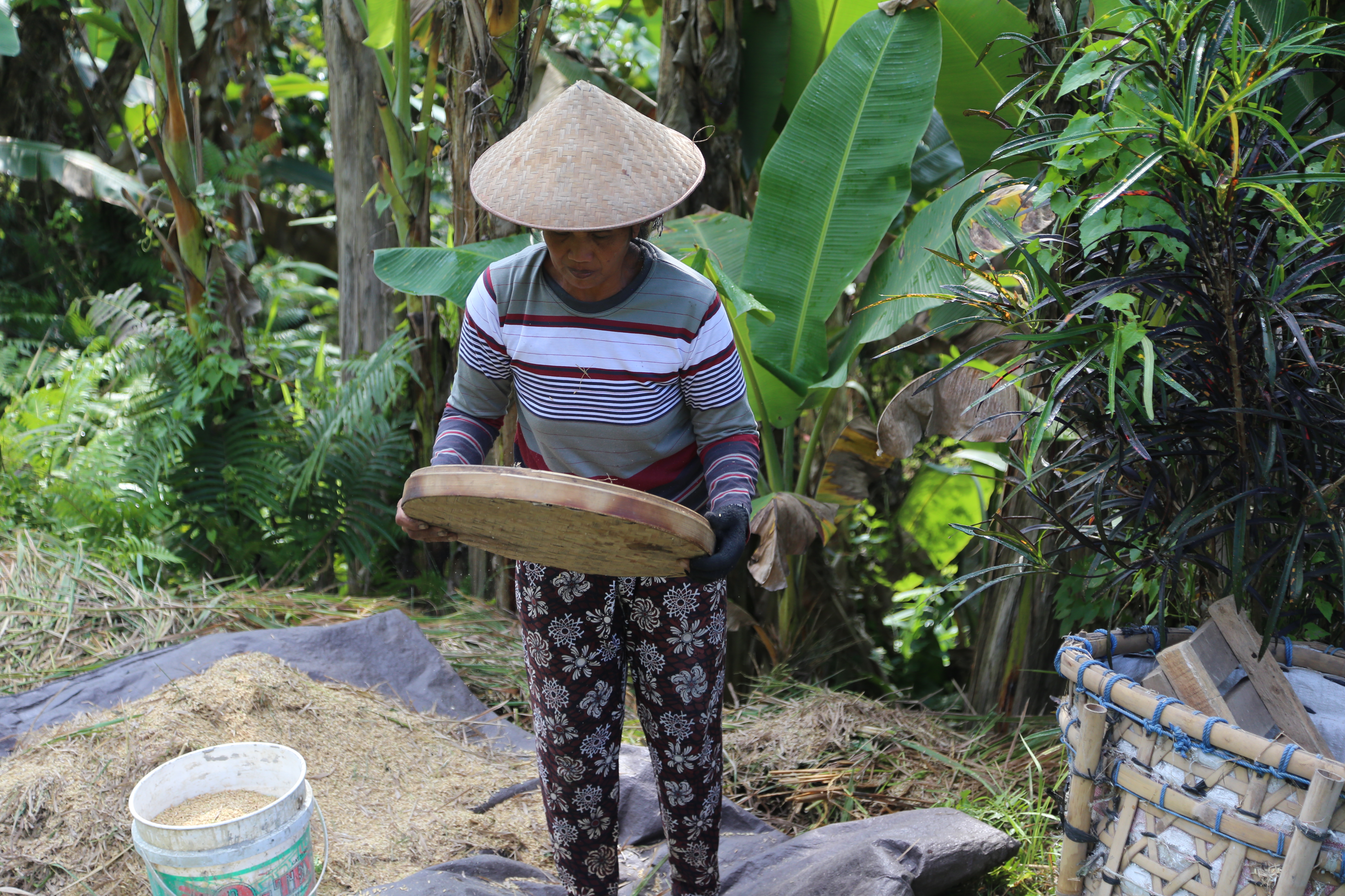 2018 Southeast Asia Trip Day 6 - Ubud, Bali, Indonesia (Mount Agung Volcano in Distance, Tegallalang Rice Terraces, Tirta Empul (Hindu Balinese Water Temple), Wearing Sarongs, Satria Agrowisata Coffee Plantation, Civet Cat Poop, Tibumana Waterfall)