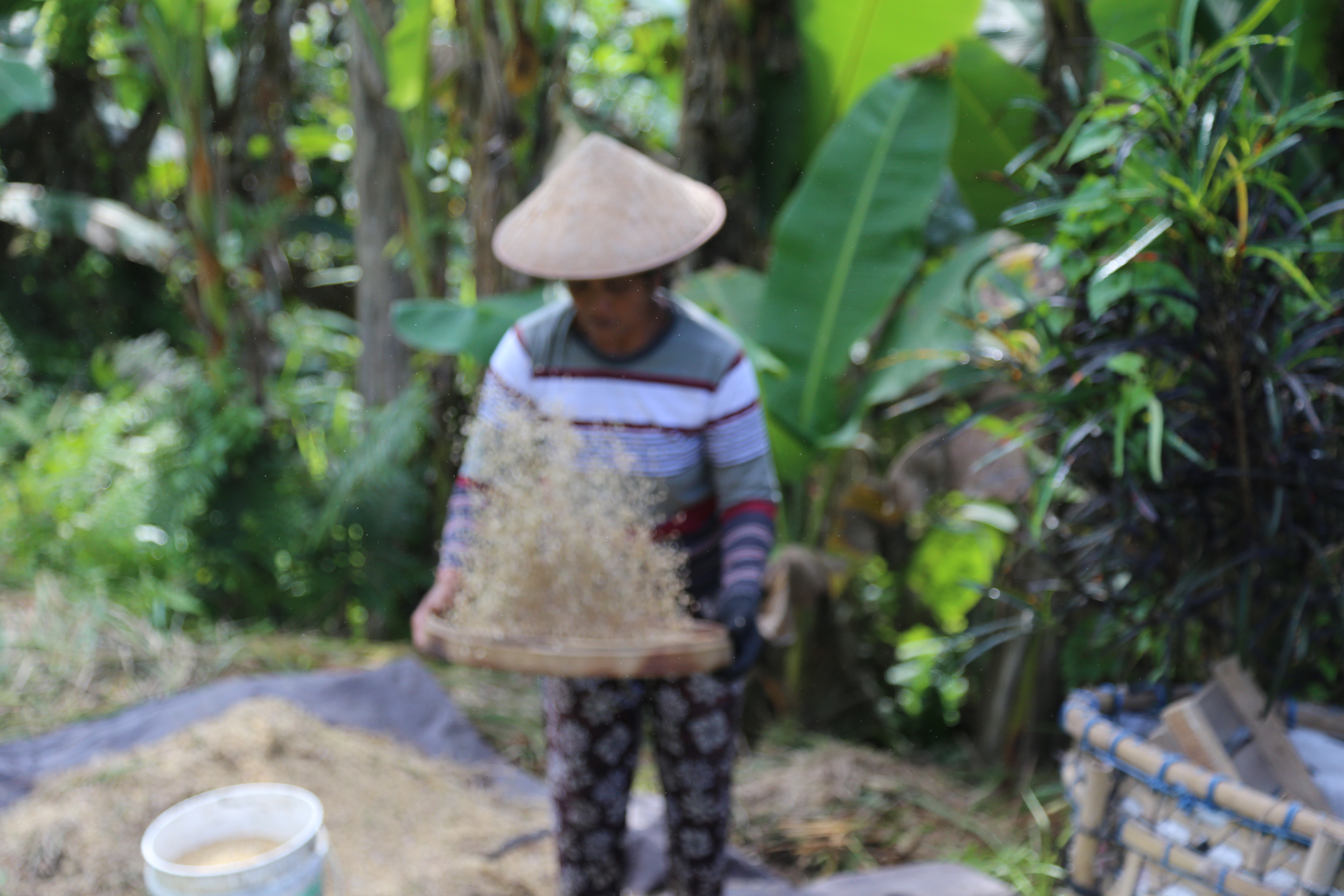 2018 Southeast Asia Trip Day 6 - Ubud, Bali, Indonesia (Mount Agung Volcano in Distance, Tegallalang Rice Terraces, Tirta Empul (Hindu Balinese Water Temple), Wearing Sarongs, Satria Agrowisata Coffee Plantation, Civet Cat Poop, Tibumana Waterfall)