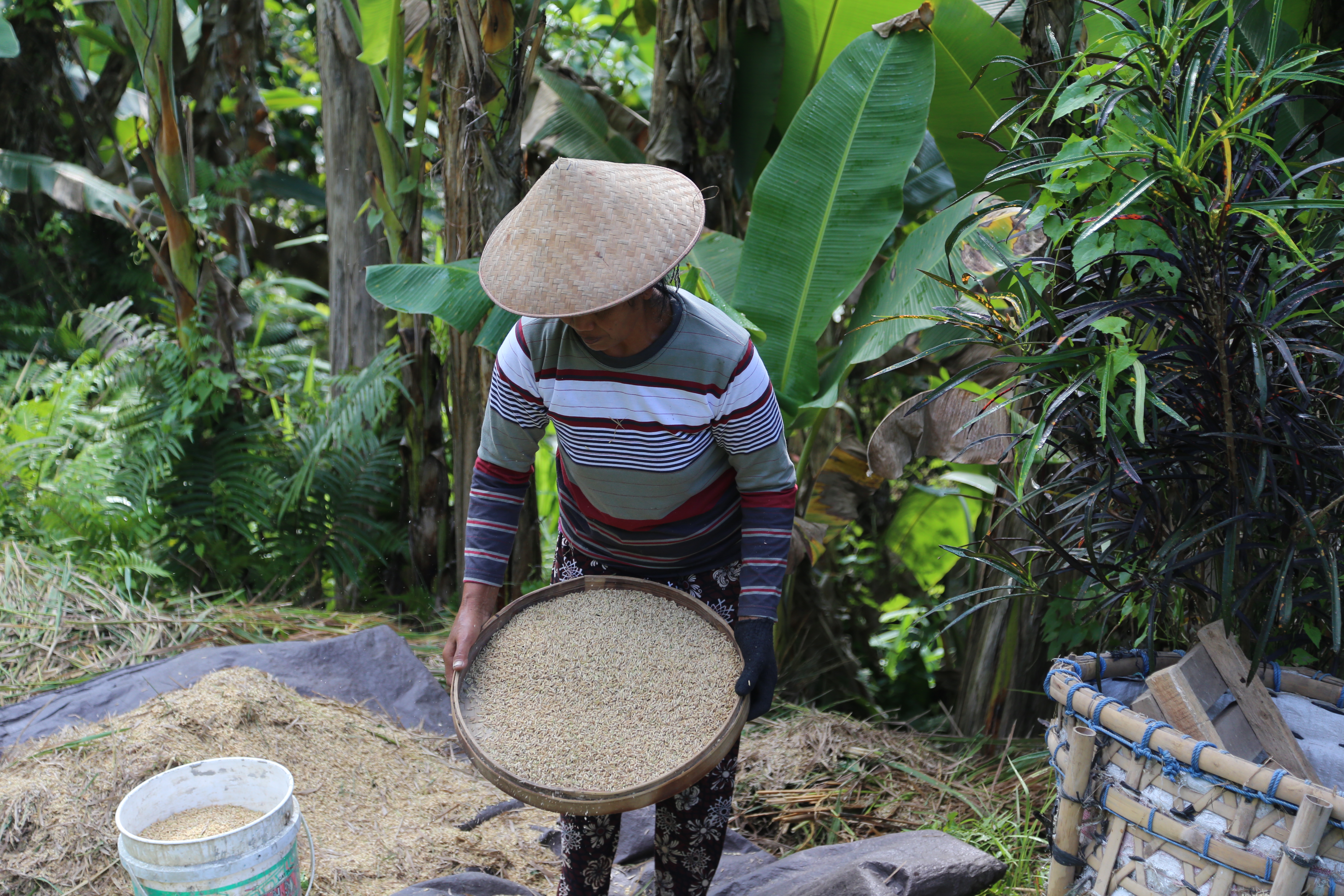 2018 Southeast Asia Trip Day 6 - Ubud, Bali, Indonesia (Mount Agung Volcano in Distance, Tegallalang Rice Terraces, Tirta Empul (Hindu Balinese Water Temple), Wearing Sarongs, Satria Agrowisata Coffee Plantation, Civet Cat Poop, Tibumana Waterfall)