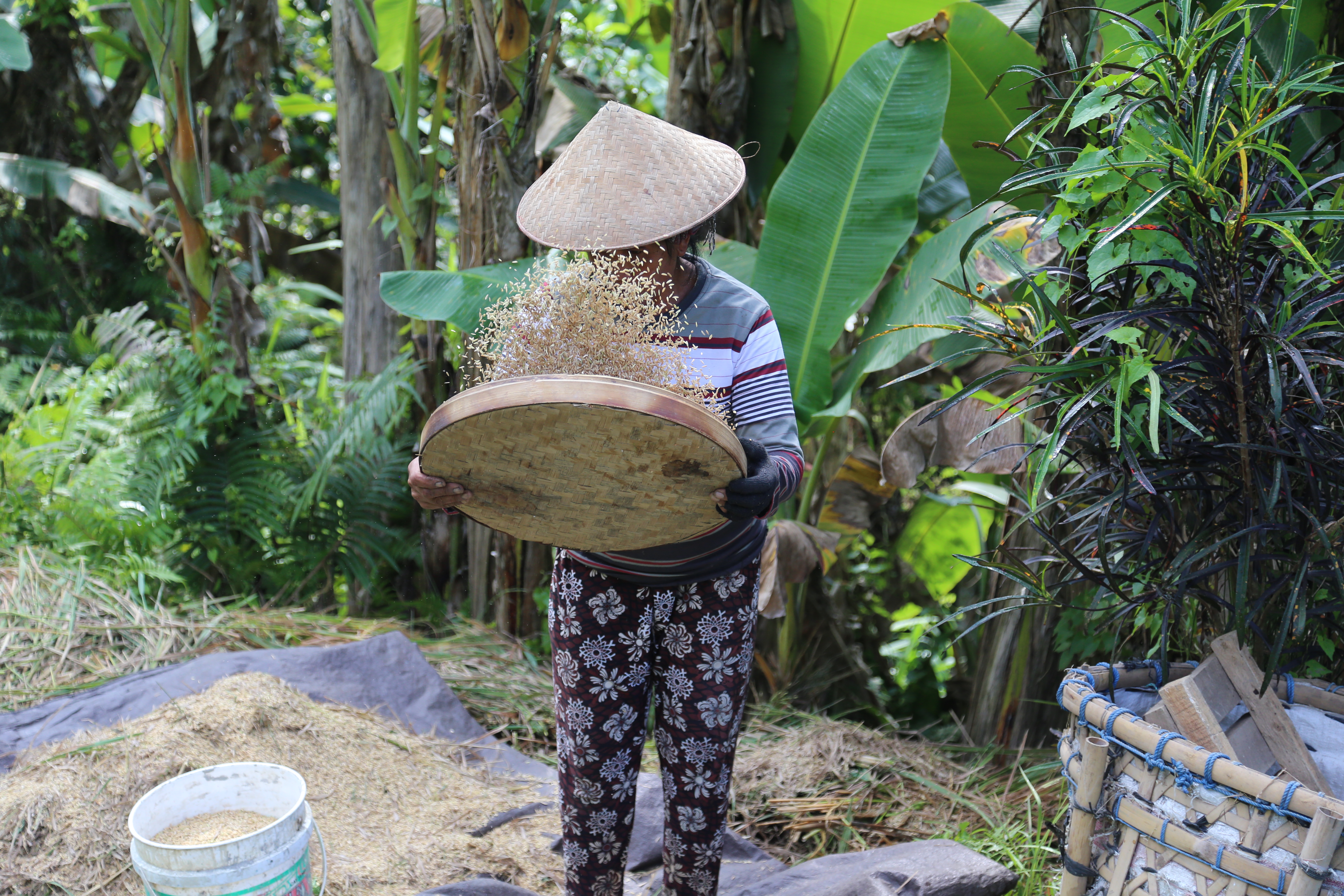 2018 Southeast Asia Trip Day 6 - Ubud, Bali, Indonesia (Mount Agung Volcano in Distance, Tegallalang Rice Terraces, Tirta Empul (Hindu Balinese Water Temple), Wearing Sarongs, Satria Agrowisata Coffee Plantation, Civet Cat Poop, Tibumana Waterfall)