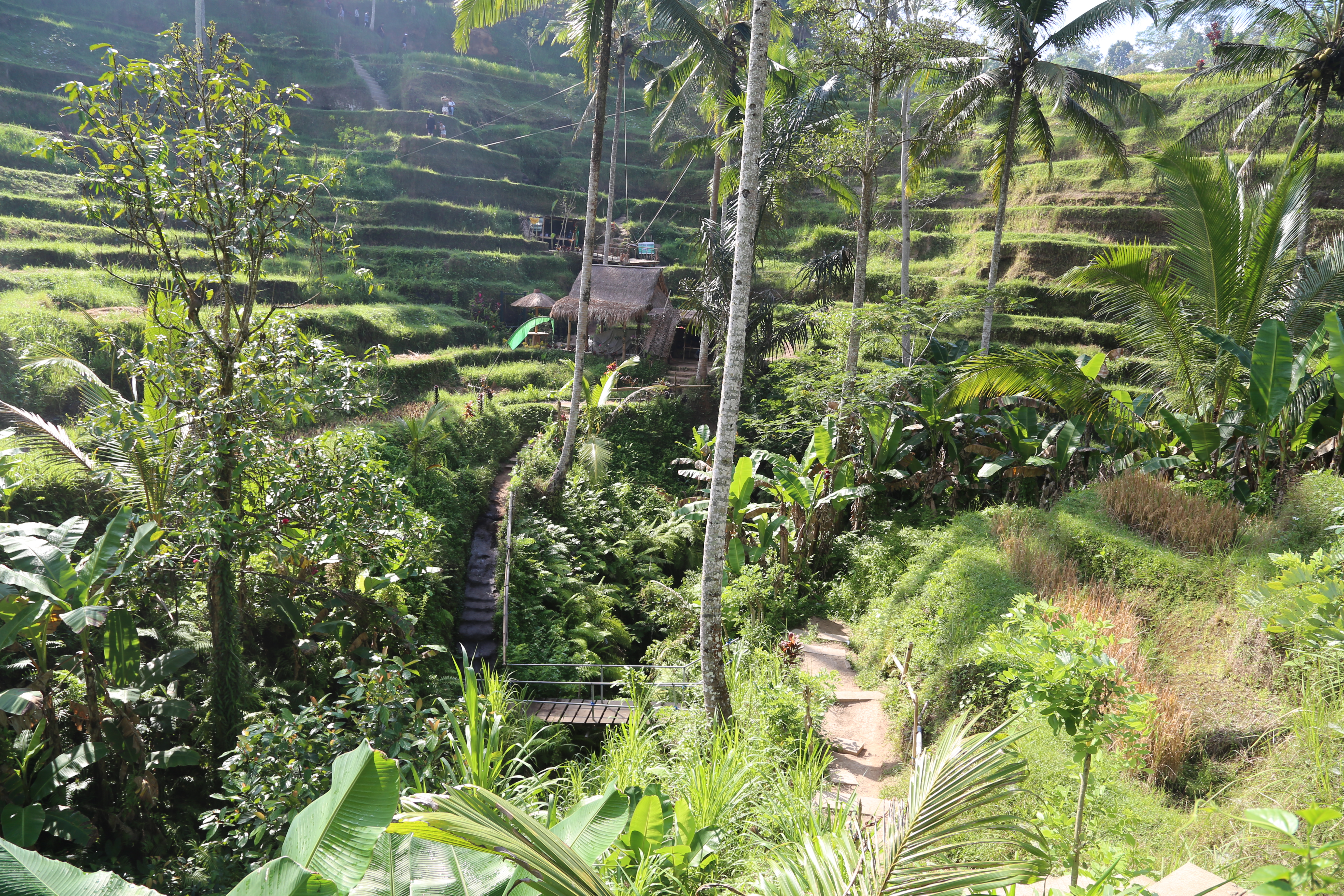 2018 Southeast Asia Trip Day 6 - Ubud, Bali, Indonesia (Mount Agung Volcano in Distance, Tegallalang Rice Terraces, Tirta Empul (Hindu Balinese Water Temple), Wearing Sarongs, Satria Agrowisata Coffee Plantation, Civet Cat Poop, Tibumana Waterfall)