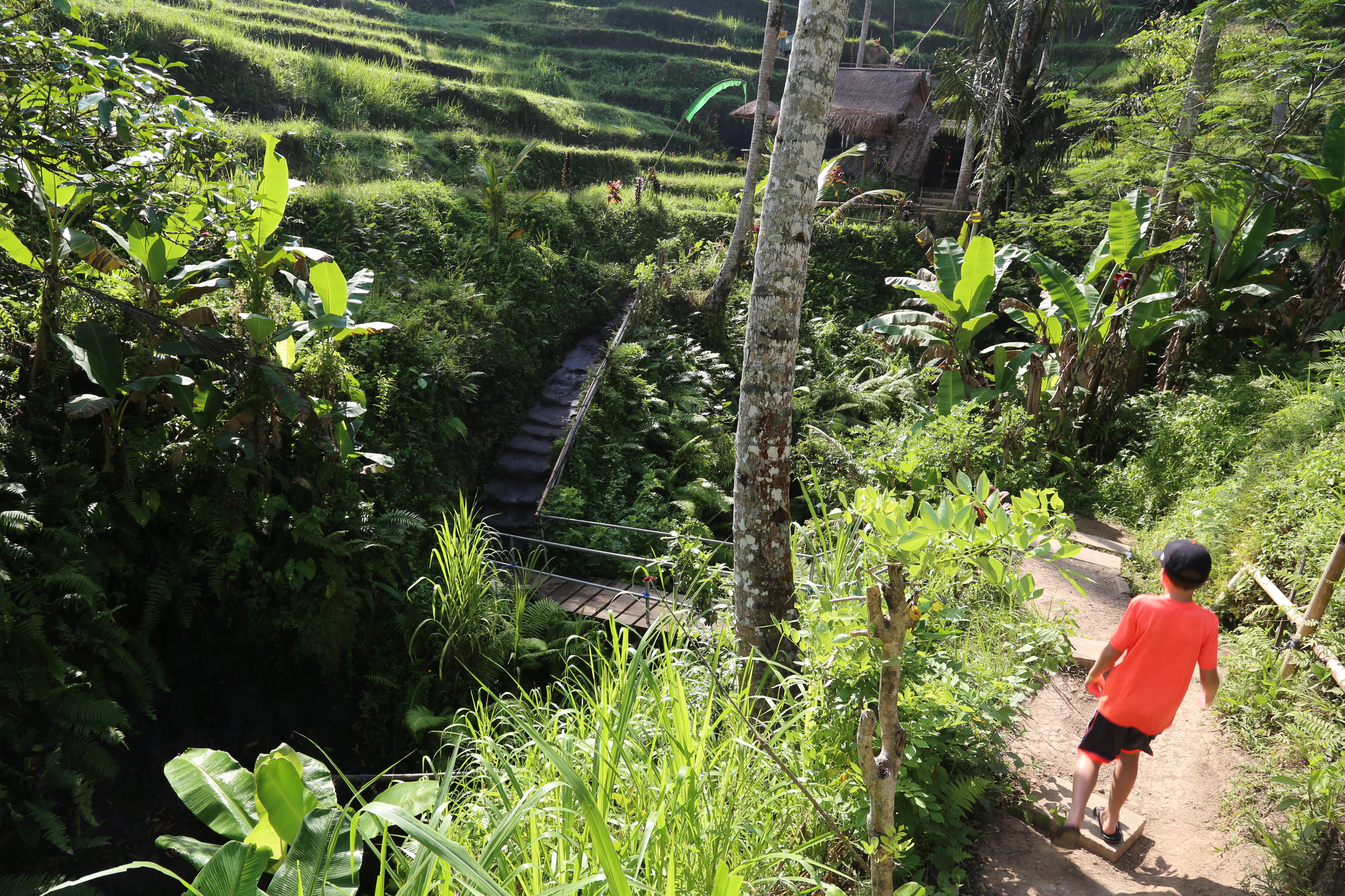 2018 Southeast Asia Trip Day 6 - Ubud, Bali, Indonesia (Mount Agung Volcano in Distance, Tegallalang Rice Terraces, Tirta Empul (Hindu Balinese Water Temple), Wearing Sarongs, Satria Agrowisata Coffee Plantation, Civet Cat Poop, Tibumana Waterfall)