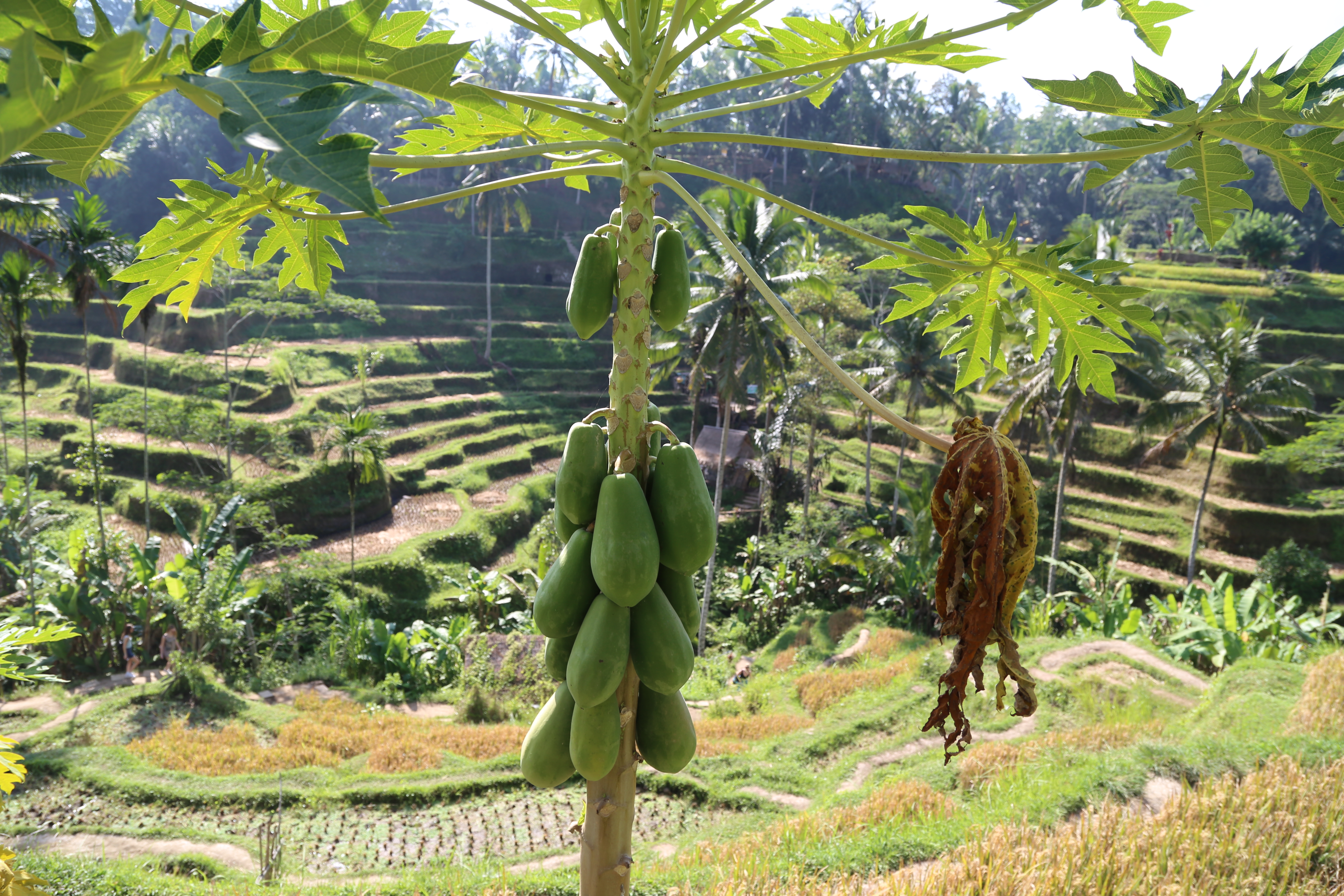 2018 Southeast Asia Trip Day 6 - Ubud, Bali, Indonesia (Mount Agung Volcano in Distance, Tegallalang Rice Terraces, Tirta Empul (Hindu Balinese Water Temple), Wearing Sarongs, Satria Agrowisata Coffee Plantation, Civet Cat Poop, Tibumana Waterfall)