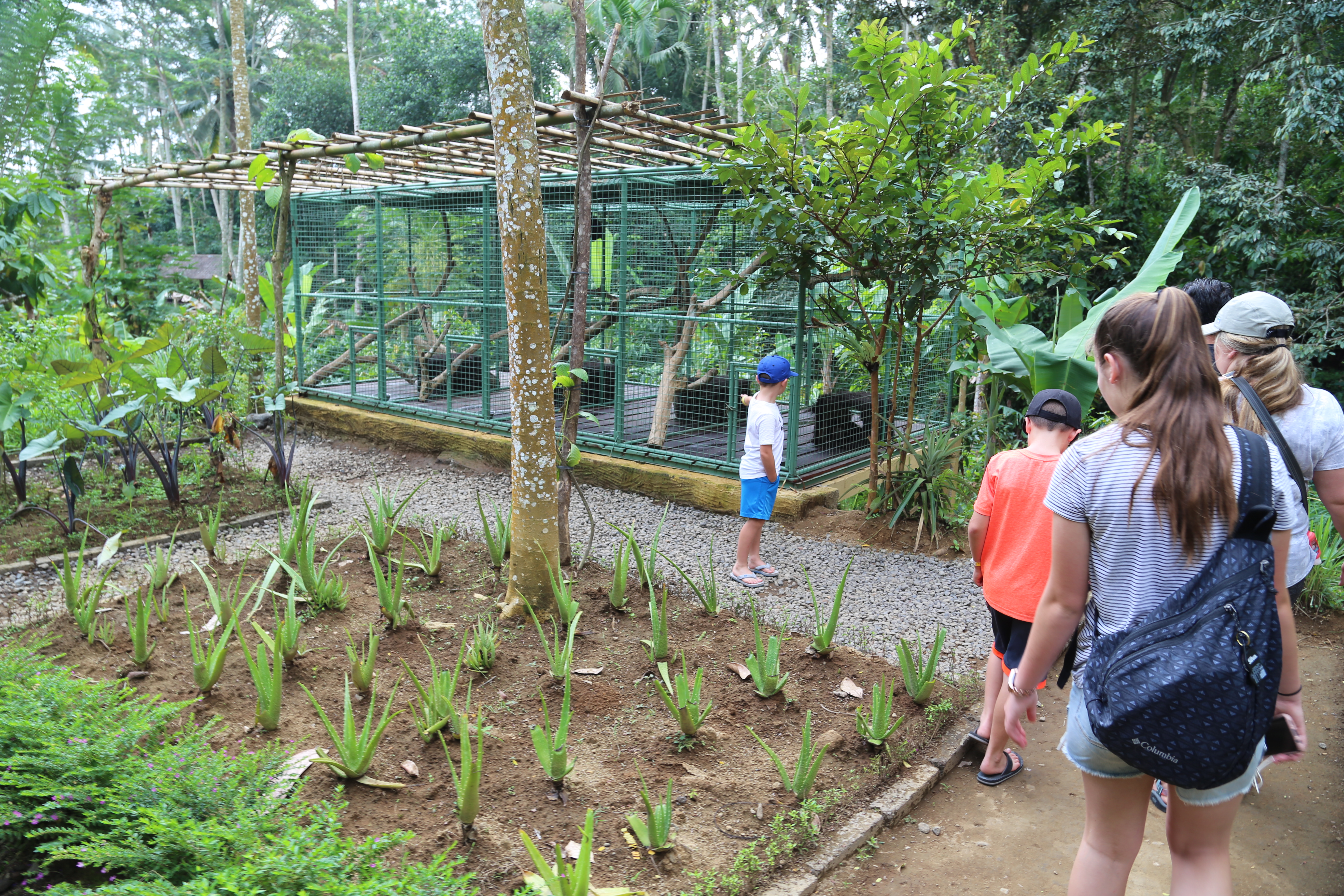 2018 Southeast Asia Trip Day 6 - Ubud, Bali, Indonesia (Mount Agung Volcano in Distance, Tegallalang Rice Terraces, Tirta Empul (Hindu Balinese Water Temple), Wearing Sarongs, Satria Agrowisata Coffee Plantation, Civet Cat Poop, Tibumana Waterfall)