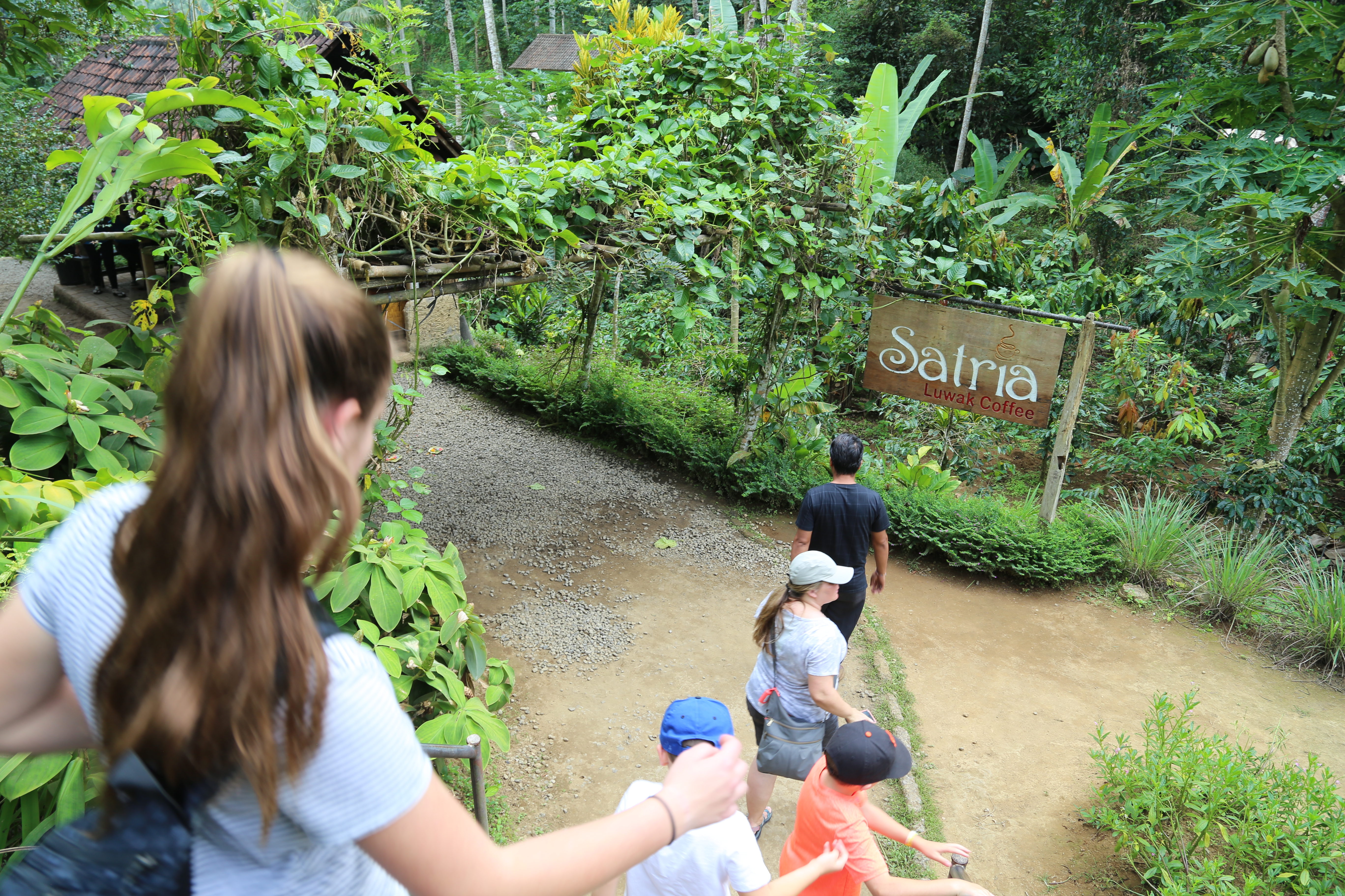 2018 Southeast Asia Trip Day 6 - Ubud, Bali, Indonesia (Mount Agung Volcano in Distance, Tegallalang Rice Terraces, Tirta Empul (Hindu Balinese Water Temple), Wearing Sarongs, Satria Agrowisata Coffee Plantation, Civet Cat Poop, Tibumana Waterfall)