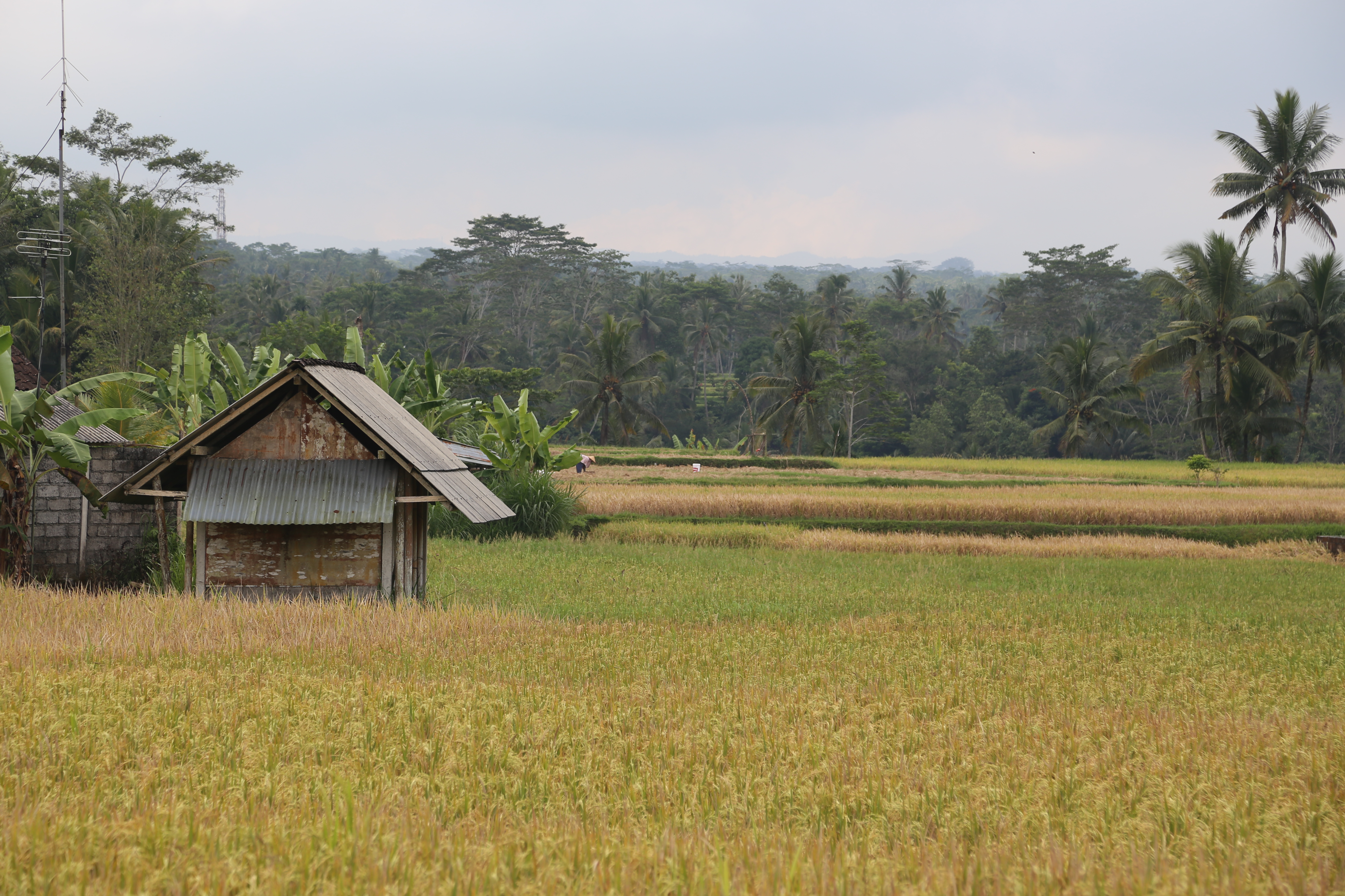 2018 Southeast Asia Trip Day 6 - Ubud, Bali, Indonesia (Mount Agung Volcano in Distance, Tegallalang Rice Terraces, Tirta Empul (Hindu Balinese Water Temple), Wearing Sarongs, Satria Agrowisata Coffee Plantation, Civet Cat Poop, Tibumana Waterfall)