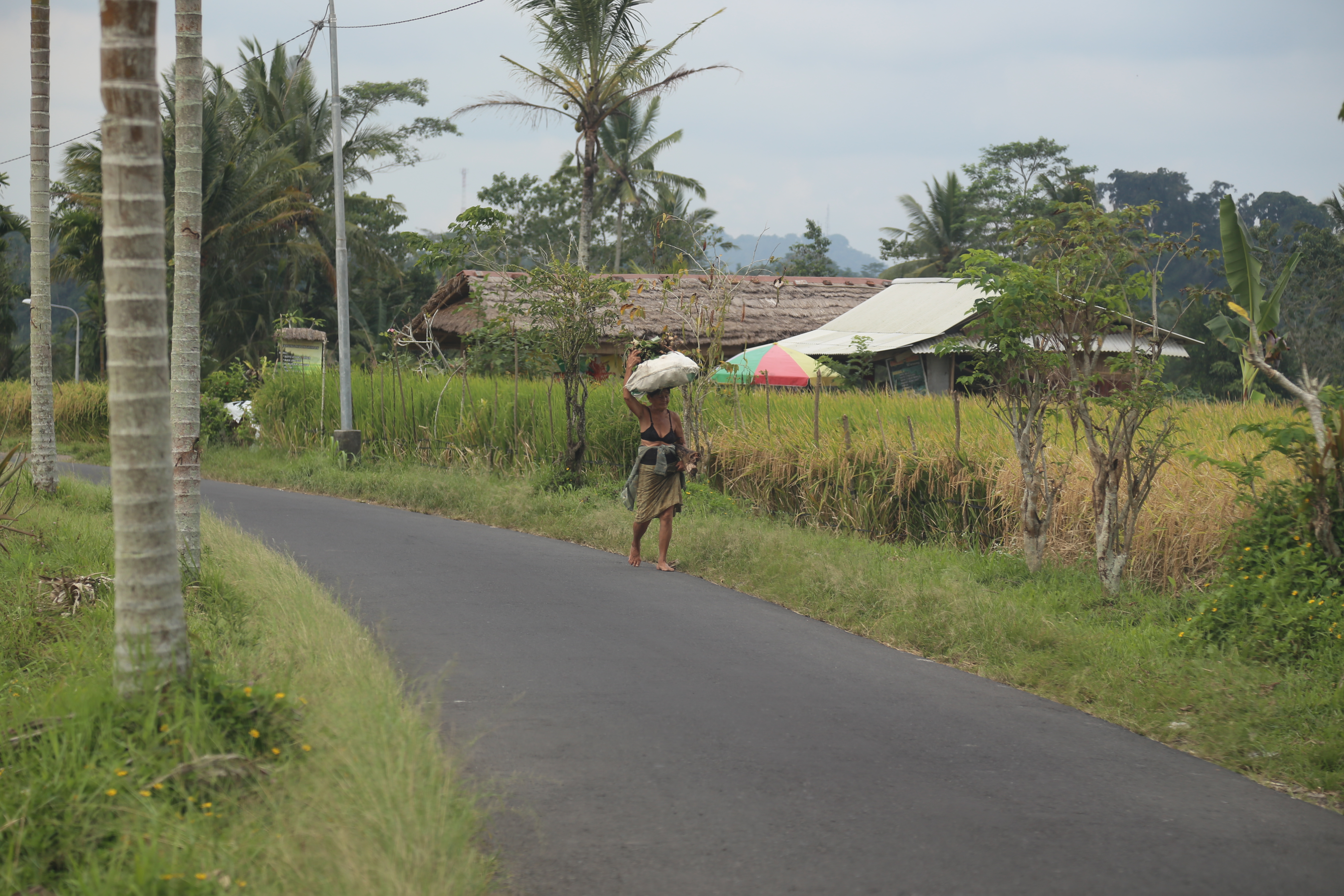 2018 Southeast Asia Trip Day 6 - Ubud, Bali, Indonesia (Mount Agung Volcano in Distance, Tegallalang Rice Terraces, Tirta Empul (Hindu Balinese Water Temple), Wearing Sarongs, Satria Agrowisata Coffee Plantation, Civet Cat Poop, Tibumana Waterfall)