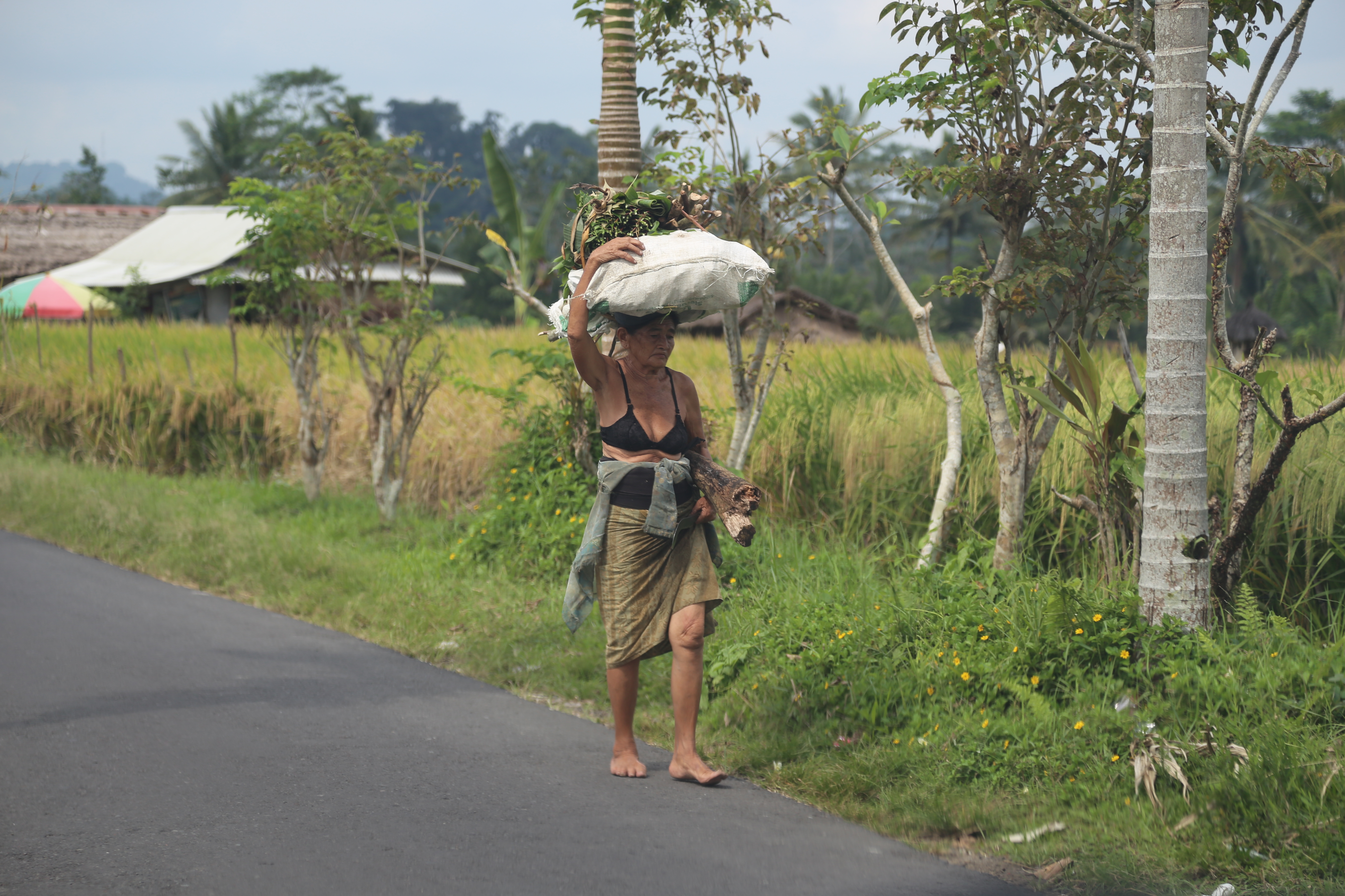 2018 Southeast Asia Trip Day 6 - Ubud, Bali, Indonesia (Mount Agung Volcano in Distance, Tegallalang Rice Terraces, Tirta Empul (Hindu Balinese Water Temple), Wearing Sarongs, Satria Agrowisata Coffee Plantation, Civet Cat Poop, Tibumana Waterfall)