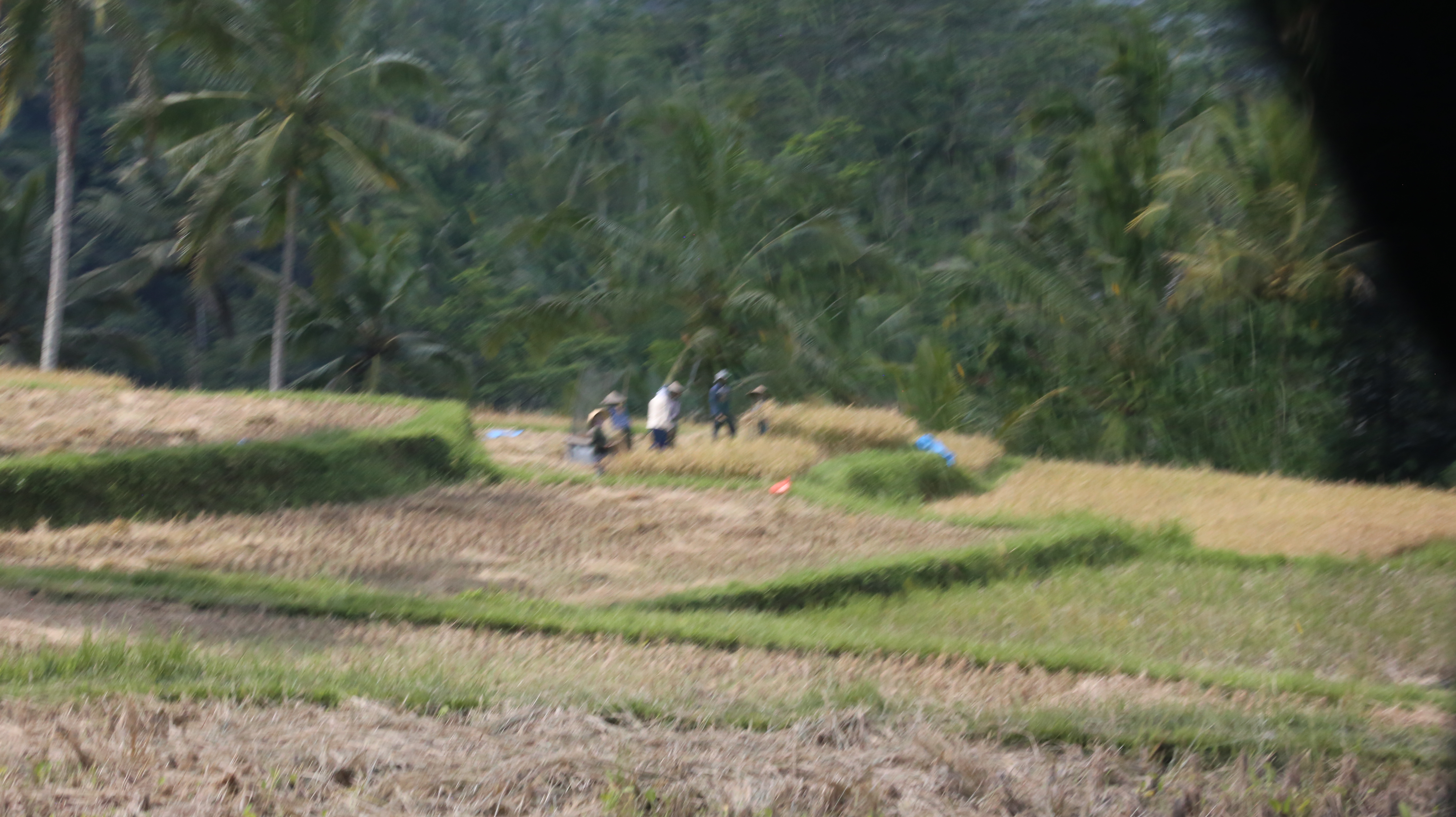 2018 Southeast Asia Trip Day 6 - Ubud, Bali, Indonesia (Mount Agung Volcano in Distance, Tegallalang Rice Terraces, Tirta Empul (Hindu Balinese Water Temple), Wearing Sarongs, Satria Agrowisata Coffee Plantation, Civet Cat Poop, Tibumana Waterfall)