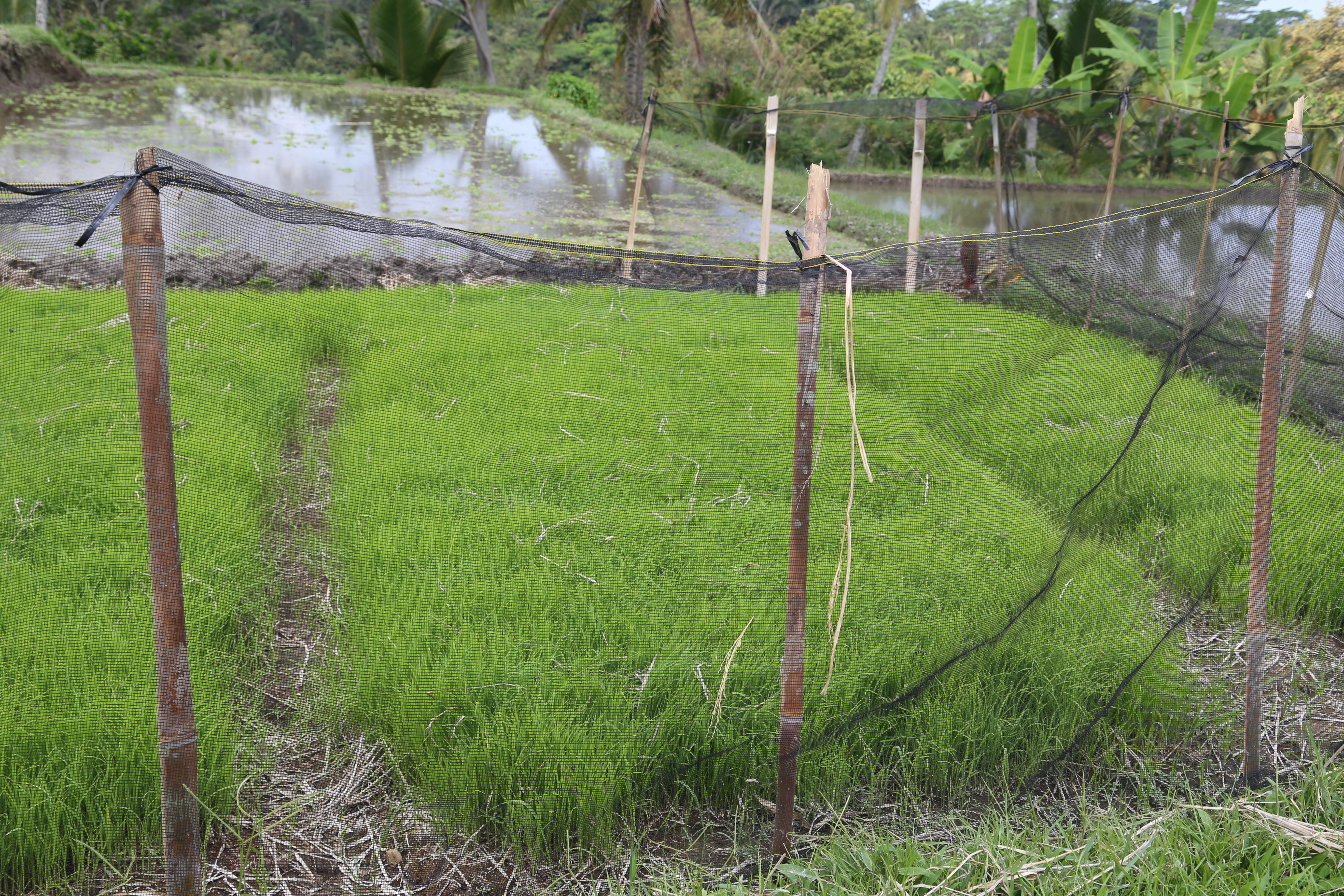 2018 Southeast Asia Trip Day 6 - Ubud, Bali, Indonesia (Mount Agung Volcano in Distance, Tegallalang Rice Terraces, Tirta Empul (Hindu Balinese Water Temple), Wearing Sarongs, Satria Agrowisata Coffee Plantation, Civet Cat Poop, Tibumana Waterfall)