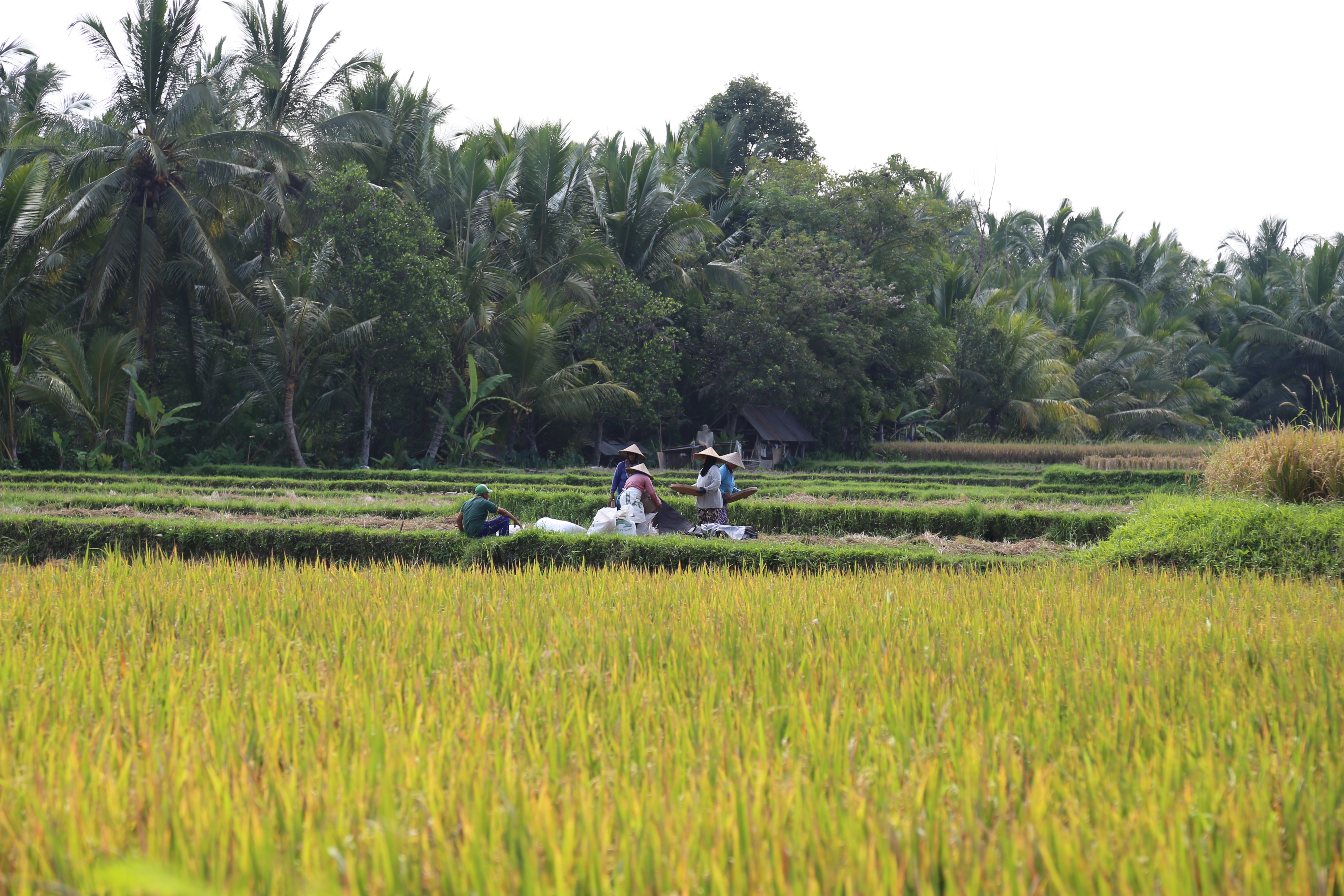 2018 Southeast Asia Trip Day 7 - Ubud, Bali, Indonesia (Dicarik Warung Balinese Cooking Class, Turmeric Stained Hands, Juwuk Manis Rice Fields Walk, Saraswati Temple, Scooter Rides, Wayan's Homemade Balinese Meal, Legong and Barong Dance Pura Dalem Ubud)