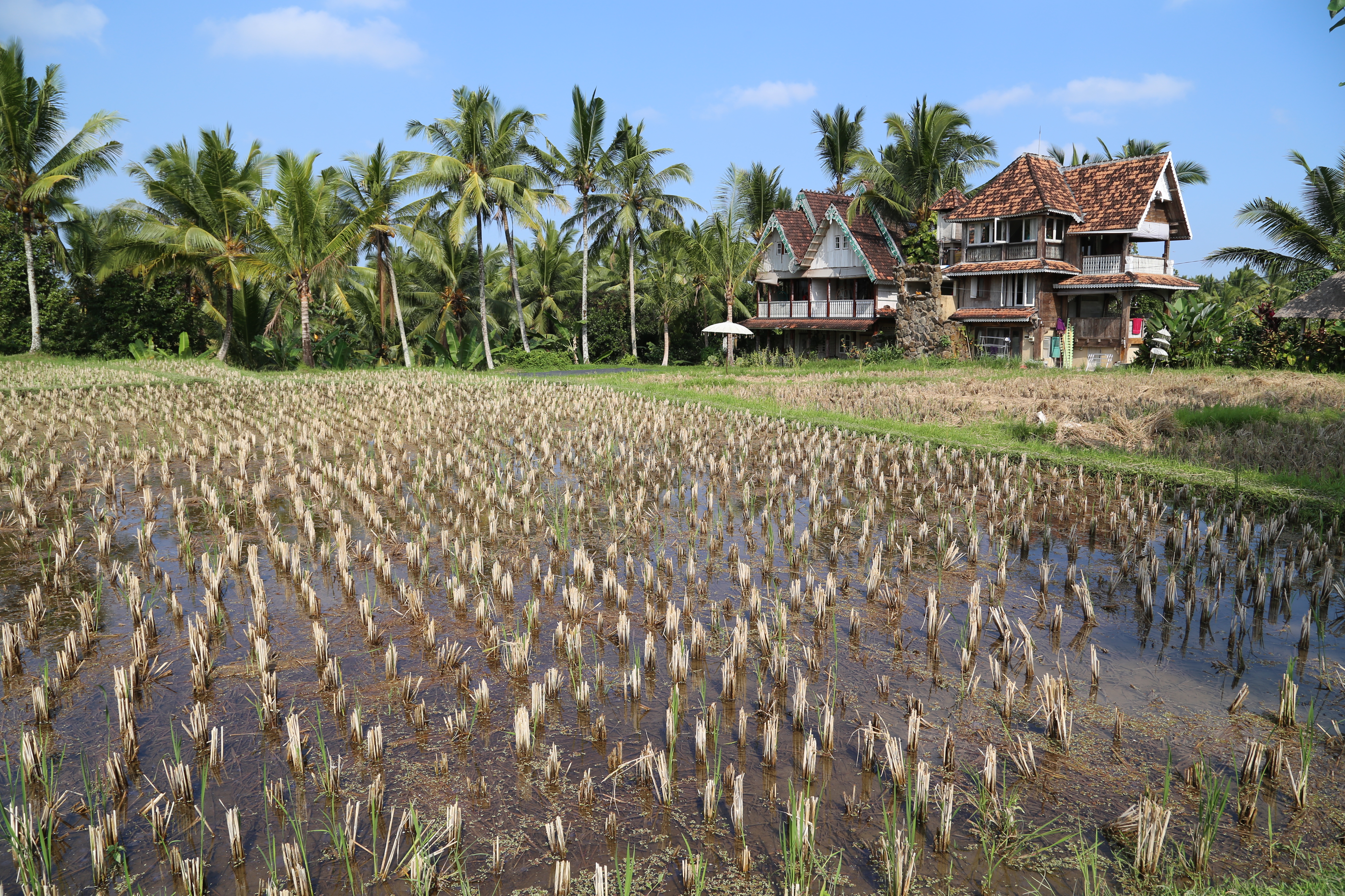 2018 Southeast Asia Trip Day 7 - Ubud, Bali, Indonesia (Dicarik Warung Balinese Cooking Class, Turmeric Stained Hands, Juwuk Manis Rice Fields Walk, Saraswati Temple, Scooter Rides, Wayan's Homemade Balinese Meal, Legong and Barong Dance Pura Dalem Ubud)