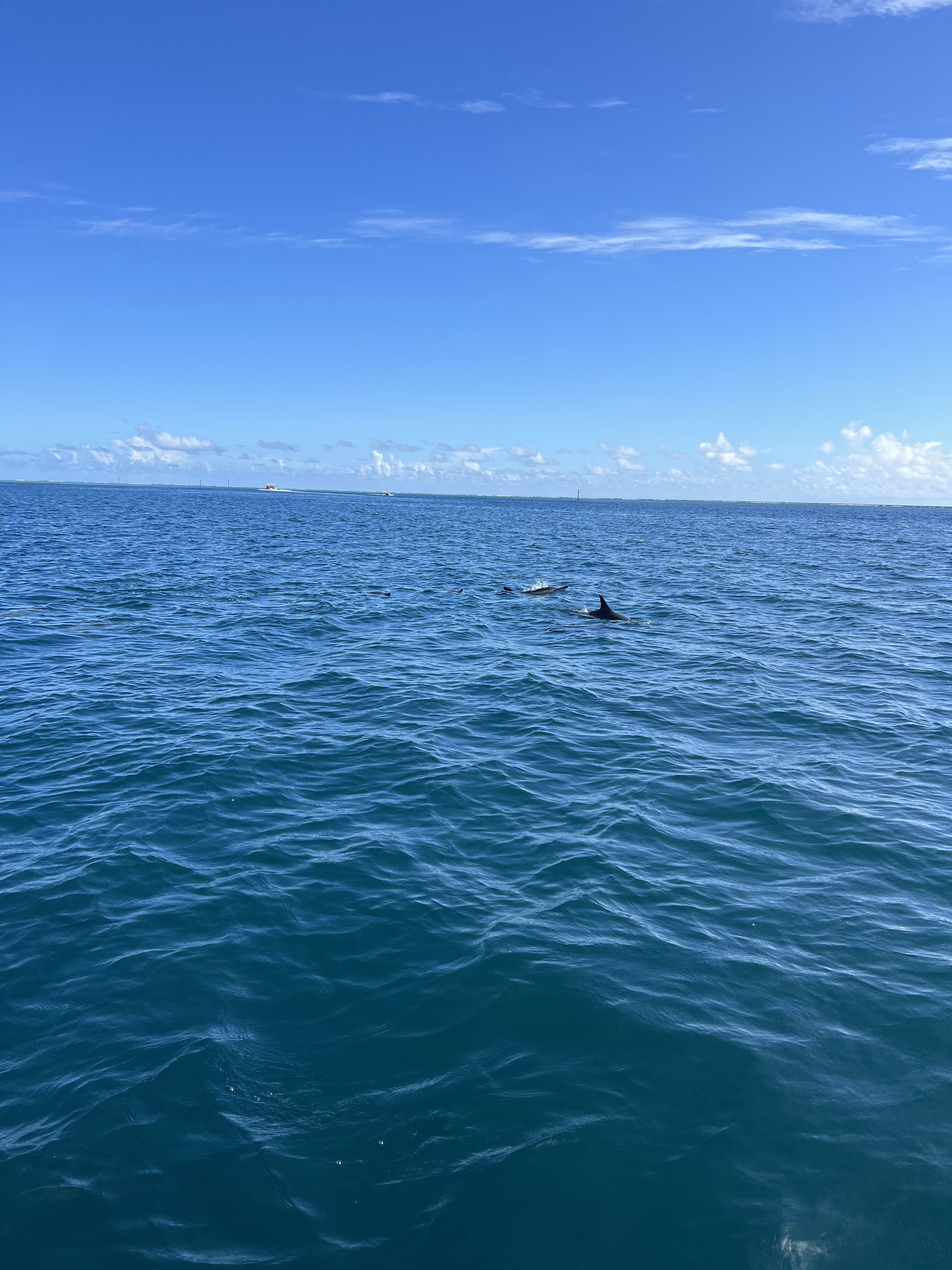 2022 Tahiti Taravao HXP - Day 4 (Kass's Birthday, Swimming with Sharks & Stingrays, Motu Fareone Island, Making Motu Fareone (E'ia Ota), Catching Crabs for 'Alca-Crab', Dance Party on Ferry to Tahiti, Catching Geckos)