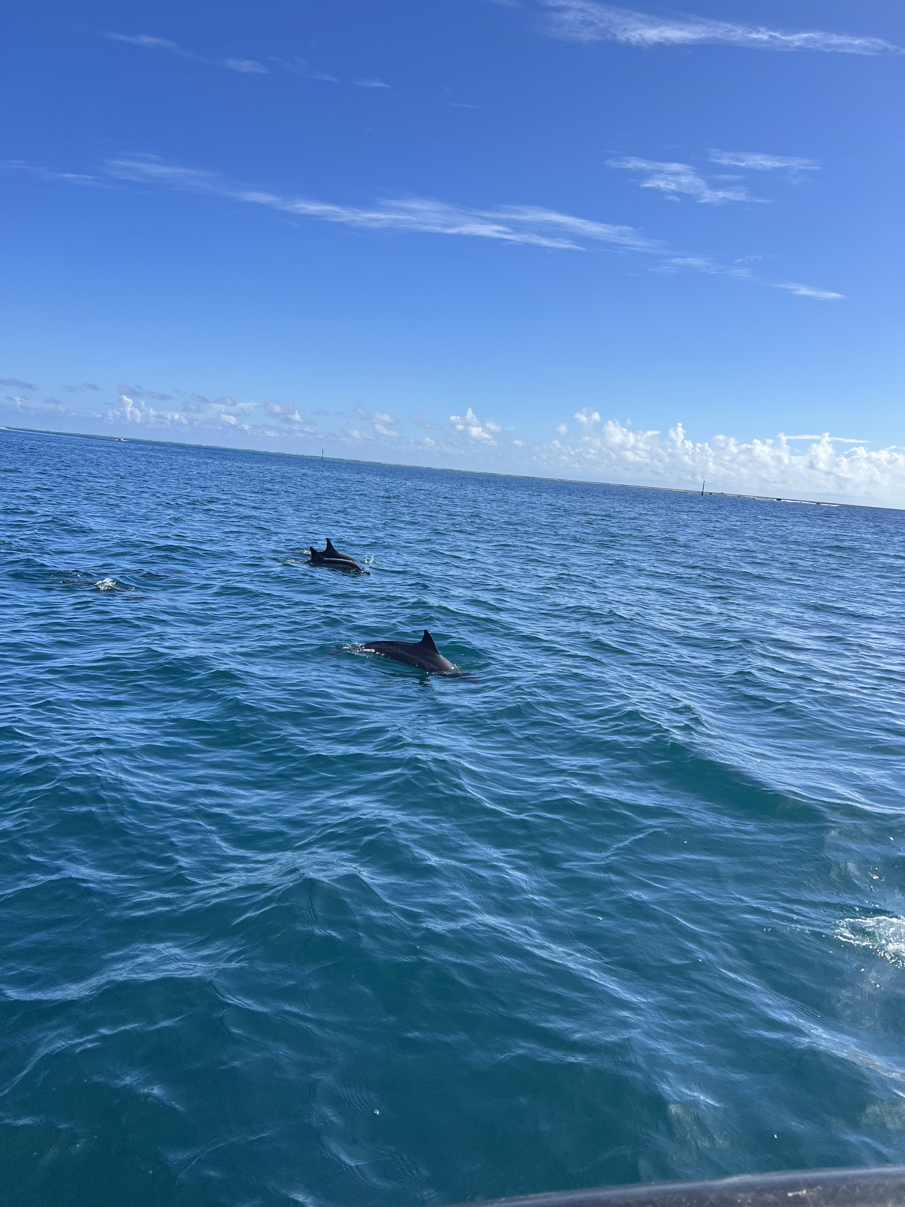 2022 Tahiti Taravao HXP - Day 4 (Kass's Birthday, Swimming with Sharks & Stingrays, Motu Fareone Island, Making Motu Fareone (E'ia Ota), Catching Crabs for 'Alca-Crab', Dance Party on Ferry to Tahiti, Catching Geckos)